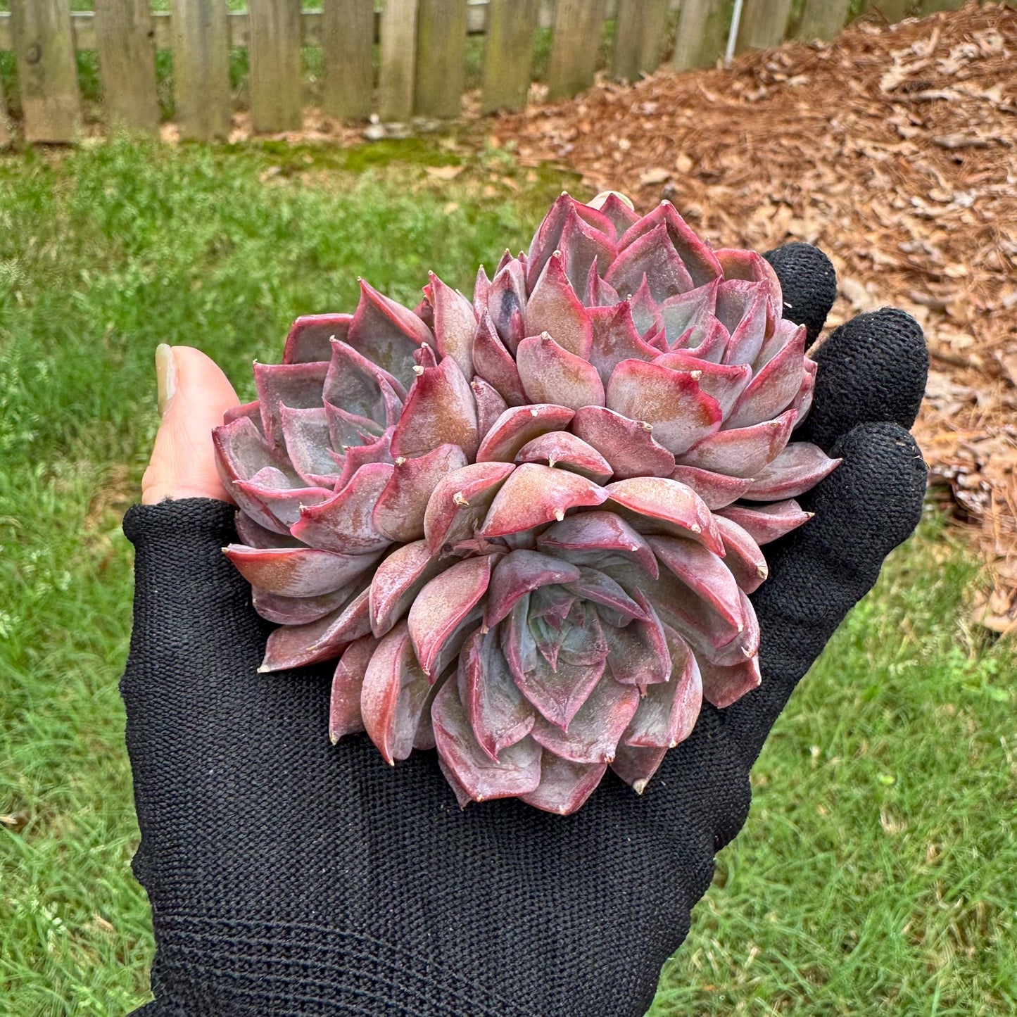 Echeveria 'dark ice' small cluster, nice,3heads , 2.7inches