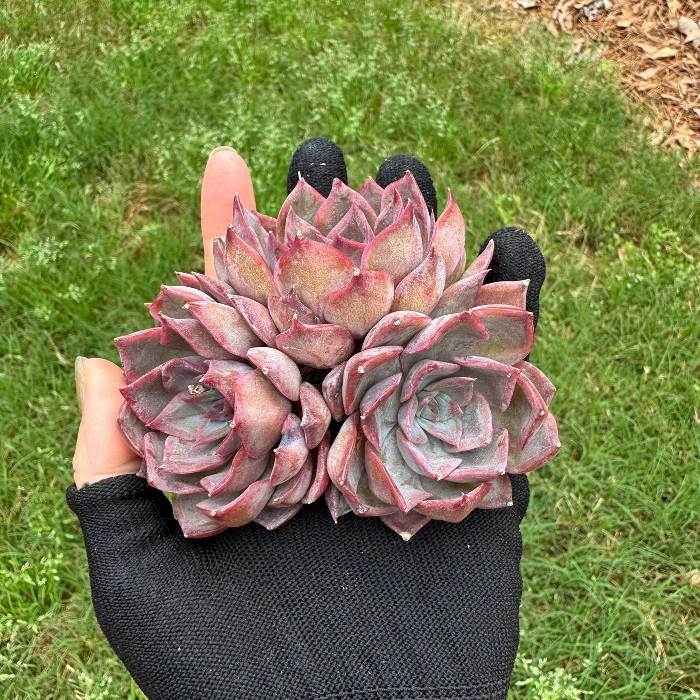 Echeveria 'dark ice' small cluster, nice,3heads , 2.7inches