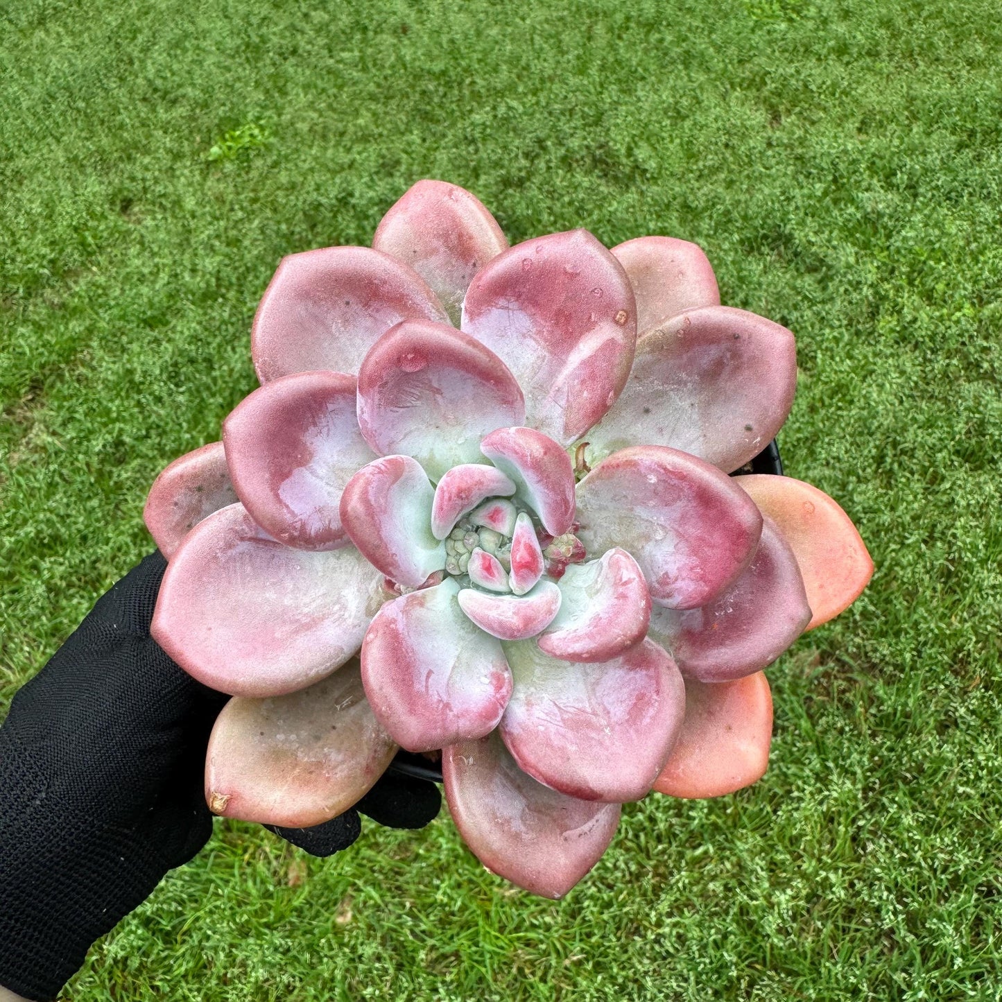 Rare succulents plants ,Graptoveria 'Opalina ’ single head, 5.2inches