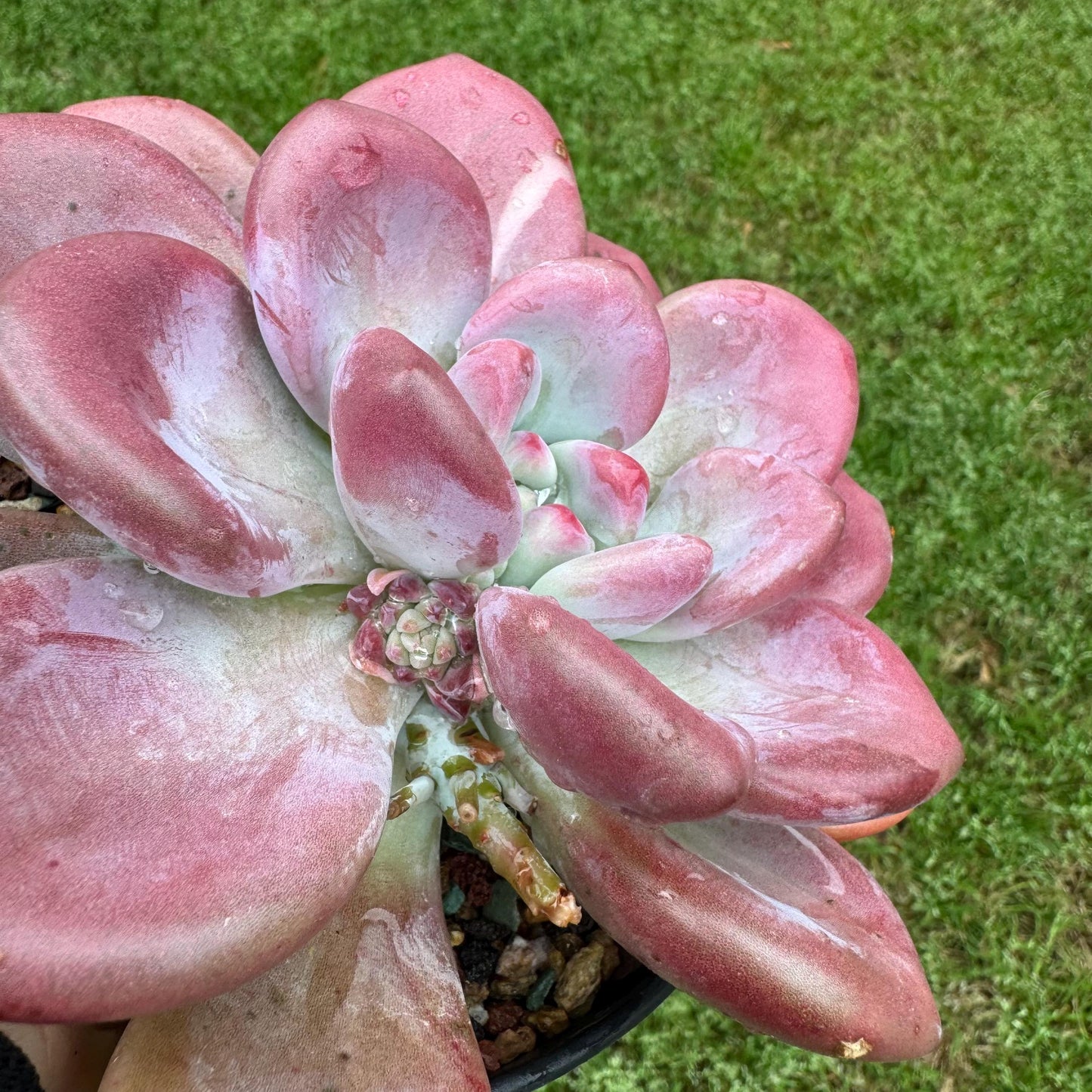 Rare succulents plants ,Graptoveria 'Opalina ’ single head, 5.2inches
