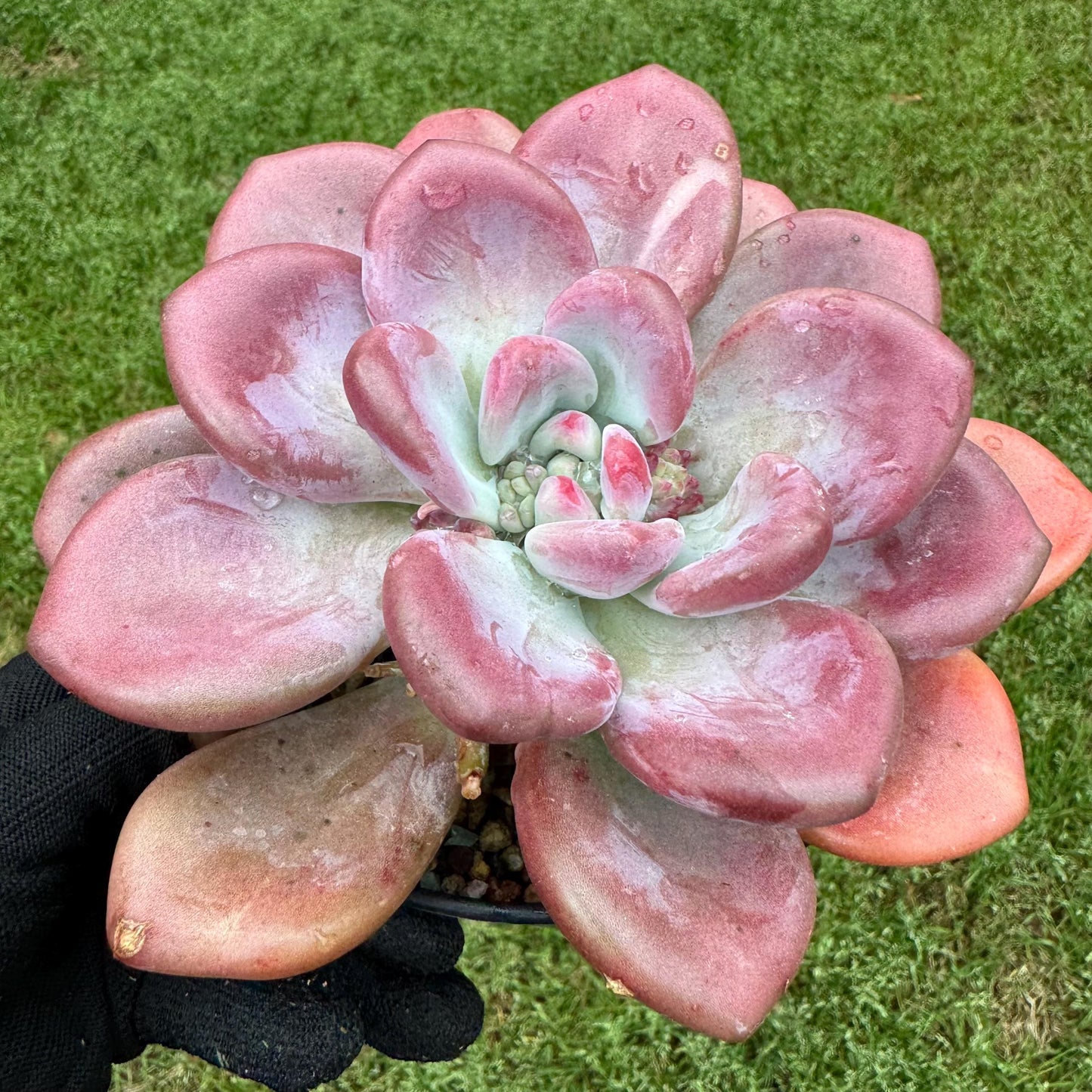 Rare succulents plants ,Graptoveria 'Opalina ’ single head, 5.2inches