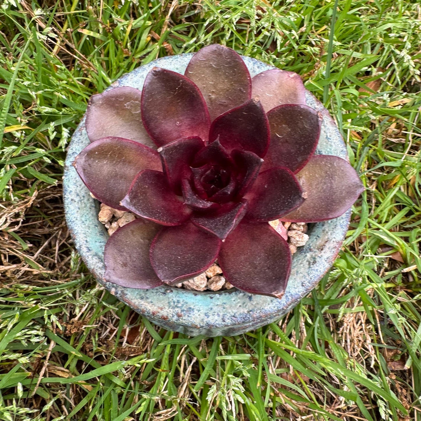 New! Echeveria Korean 'Red light ', 3.1inches