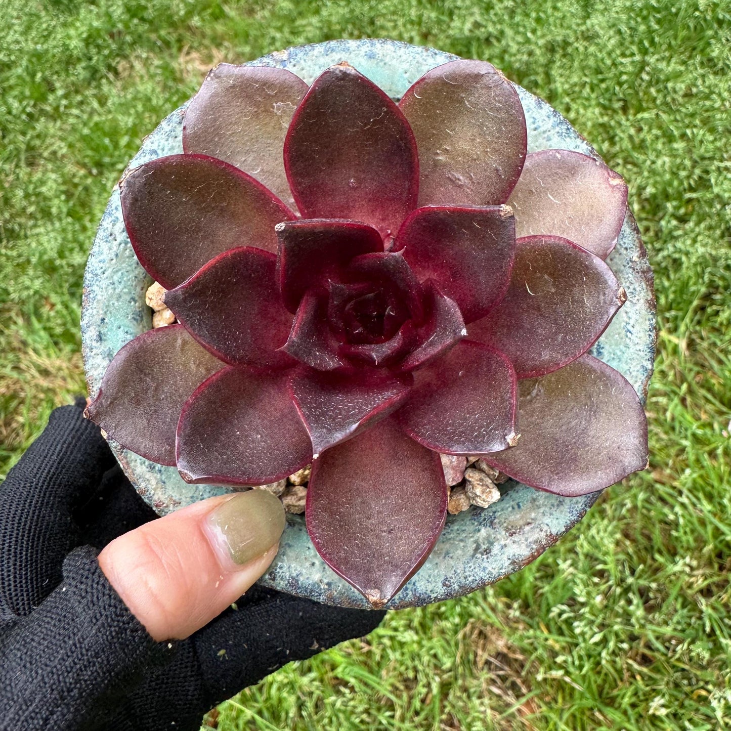 New! Echeveria Korean 'Red light ', 3.1inches