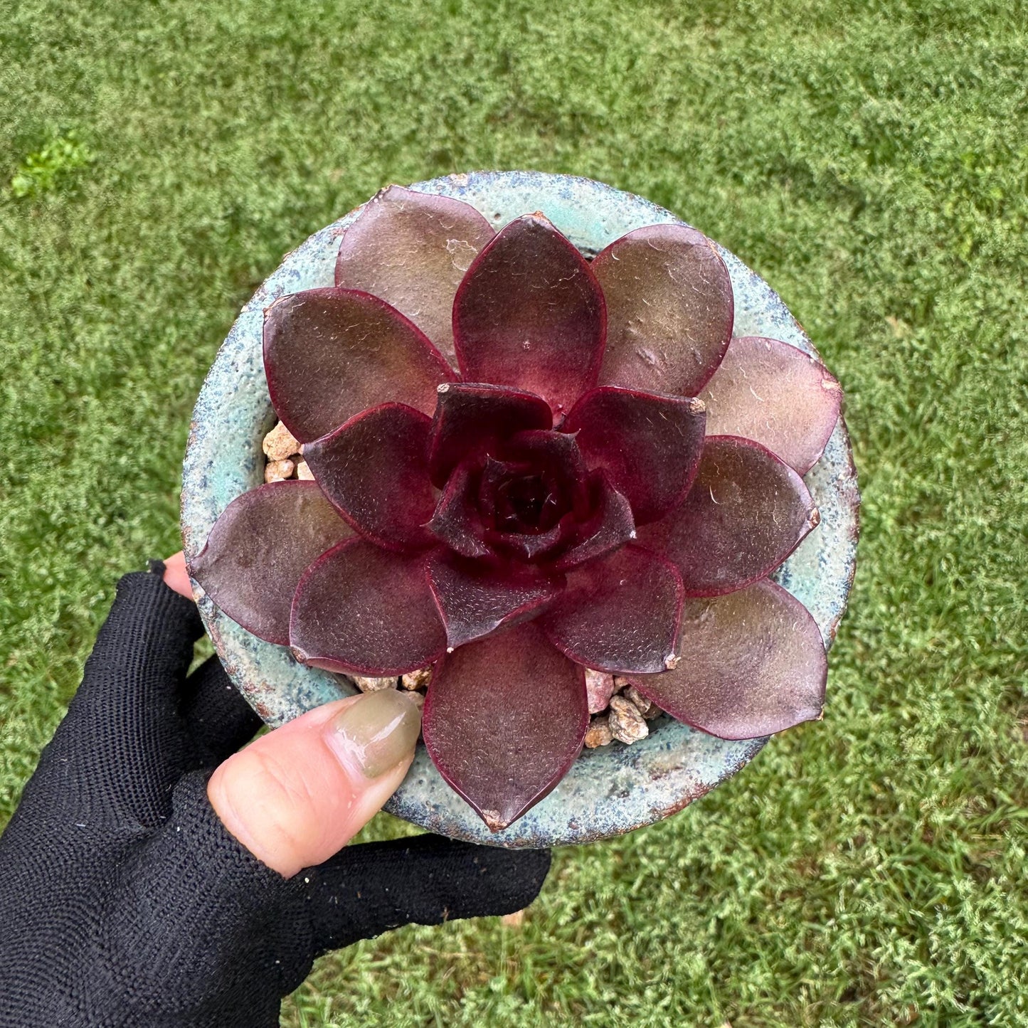 New! Echeveria Korean 'Red light ', 3.1inches