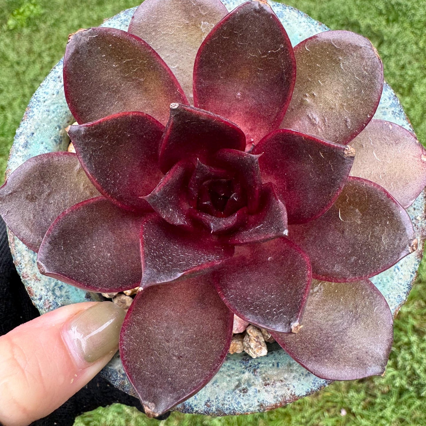 New! Echeveria Korean 'Red light ', 3.1inches