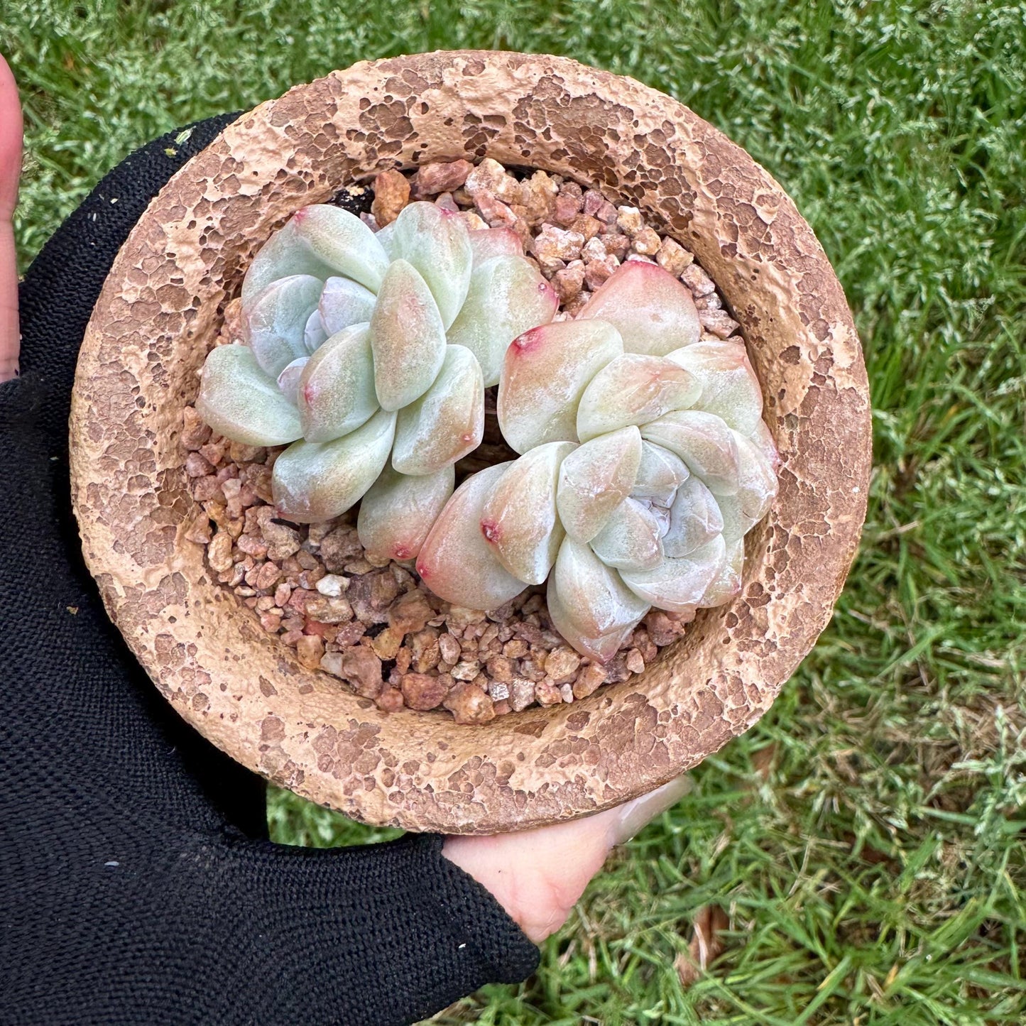 Echeveria Korean cream ' Ice Green', 2heads, 2.6inches