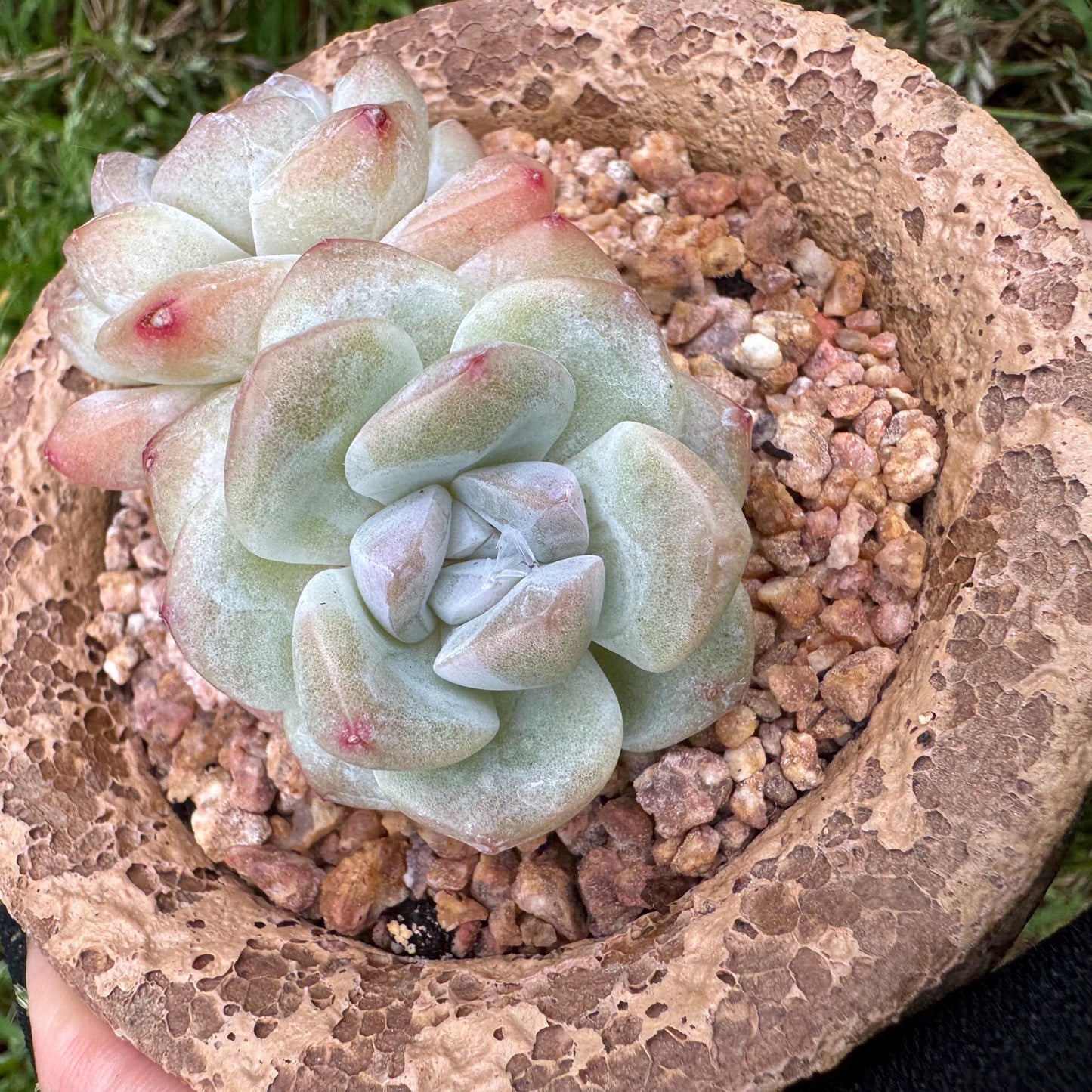Echeveria Korean cream ' Ice Green', 2heads, 2.6inches