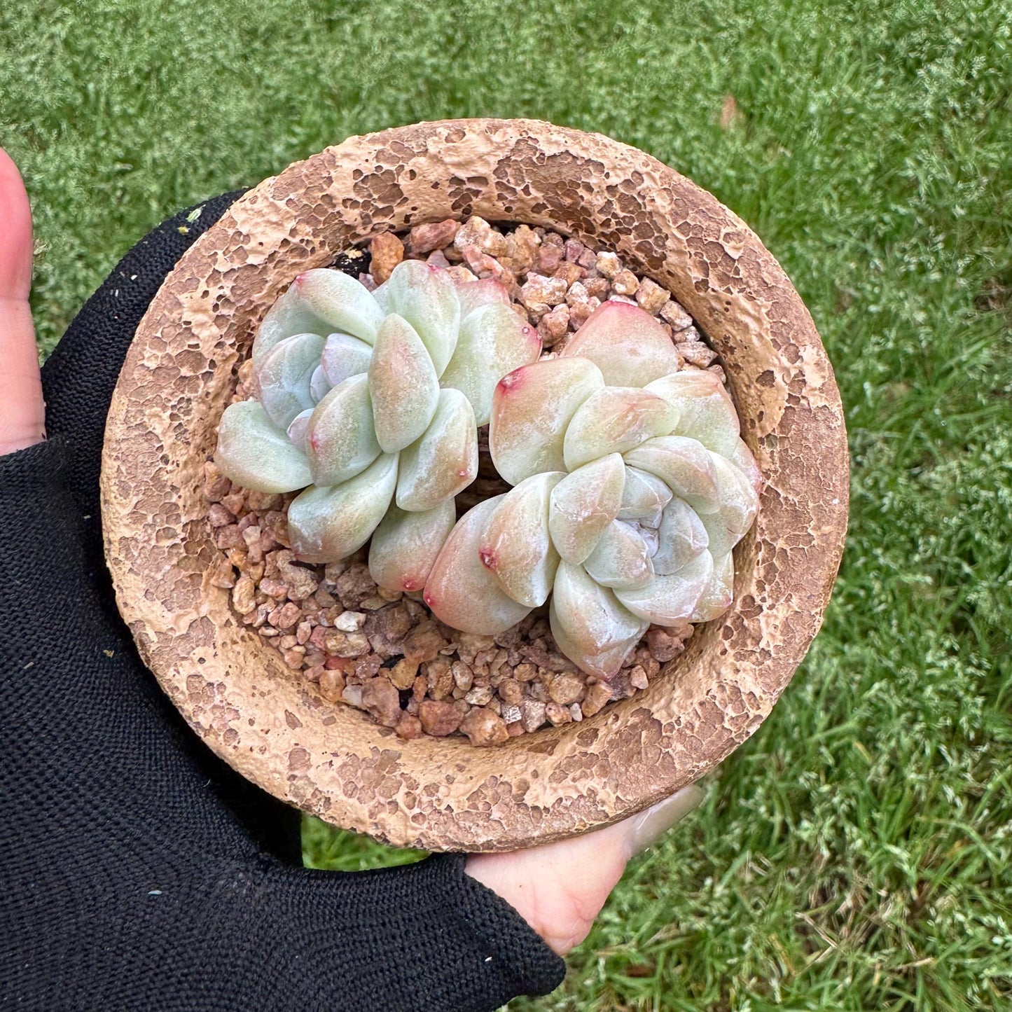 Echeveria Korean cream ' Ice Green', 2heads, 2.6inches