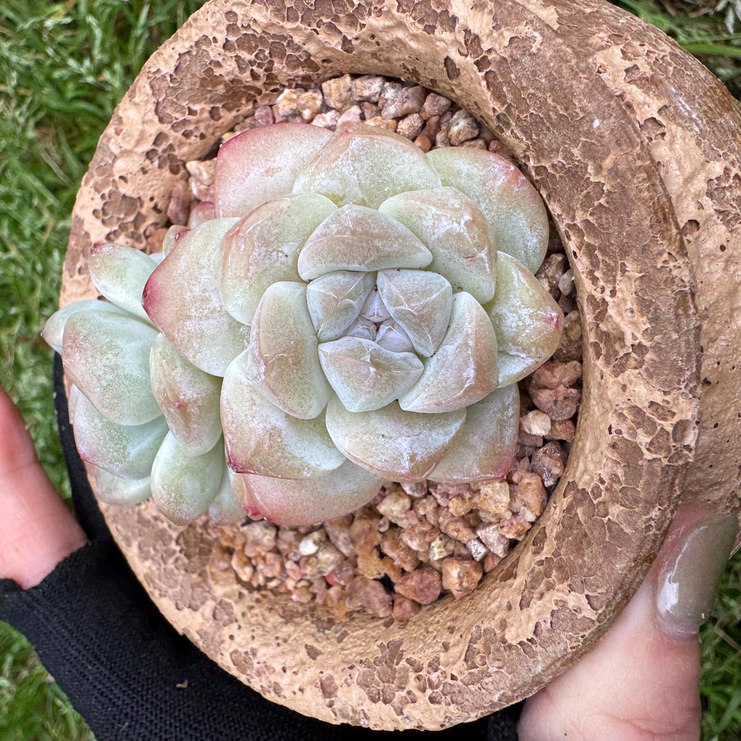 Echeveria Korean cream ' Ice Green', 2heads, 2.6inches