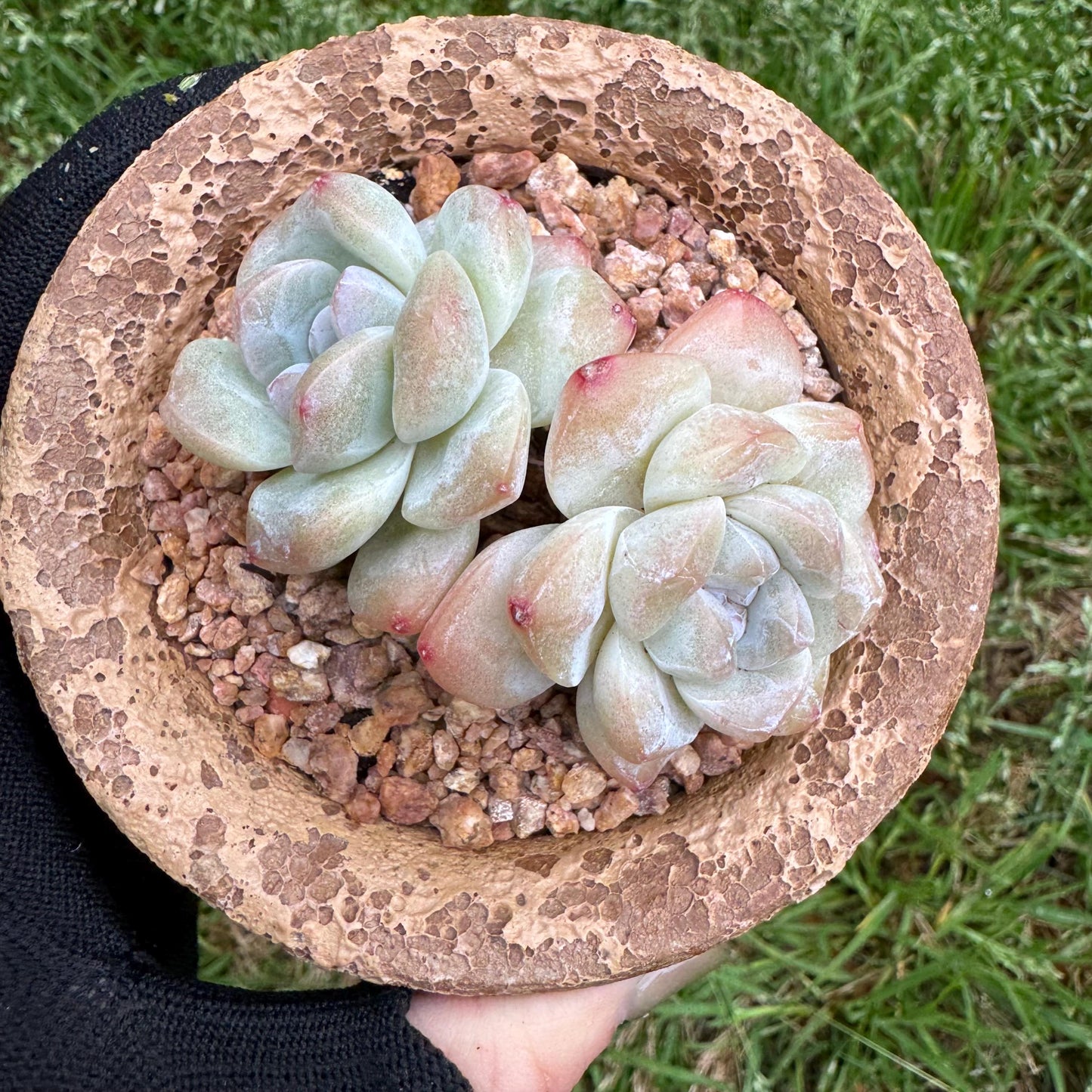 Echeveria Korean cream ' Ice Green', 2heads, 2.6inches