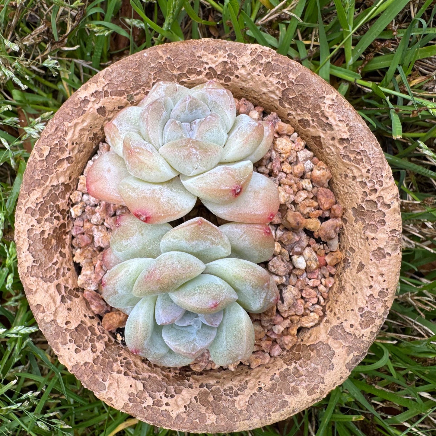 Echeveria Korean cream ' Ice Green', 2heads, 2.6inches