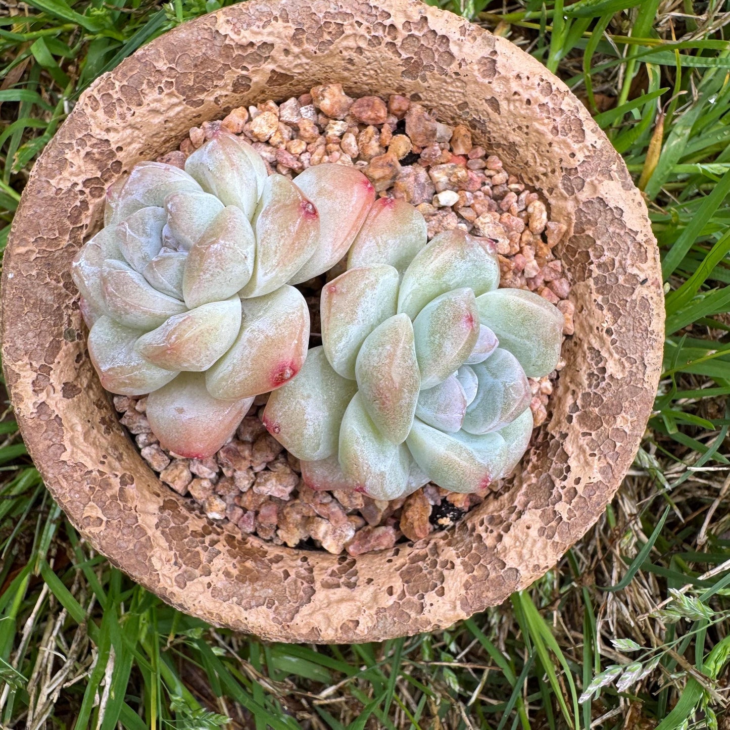 Echeveria Korean cream ' Ice Green', 2heads, 2.6inches
