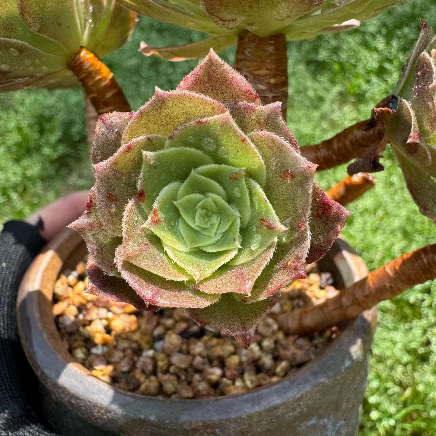 Aeonium 'White Zwartkin ' cluster, 3.7inches