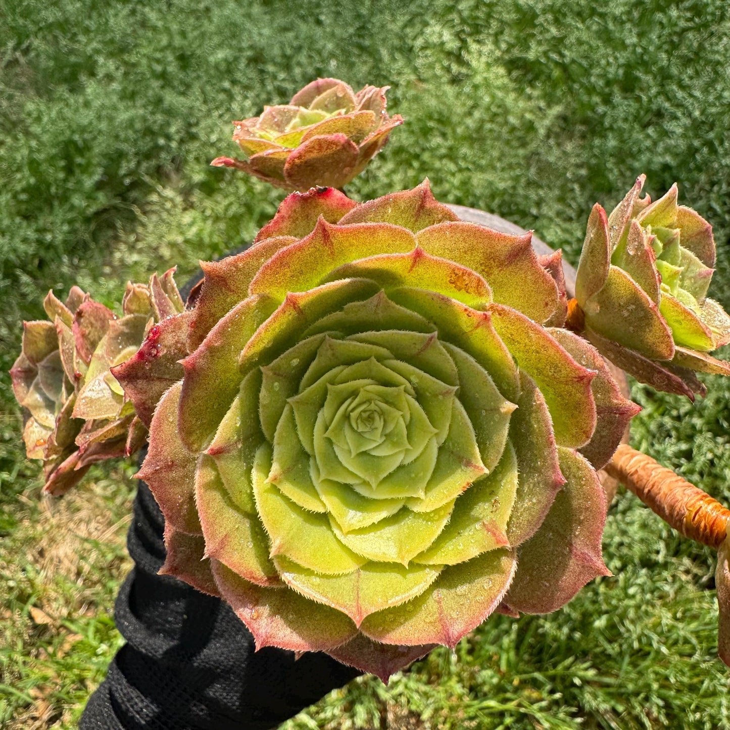 Aeonium 'White Zwartkin ' cluster, 3.7inches