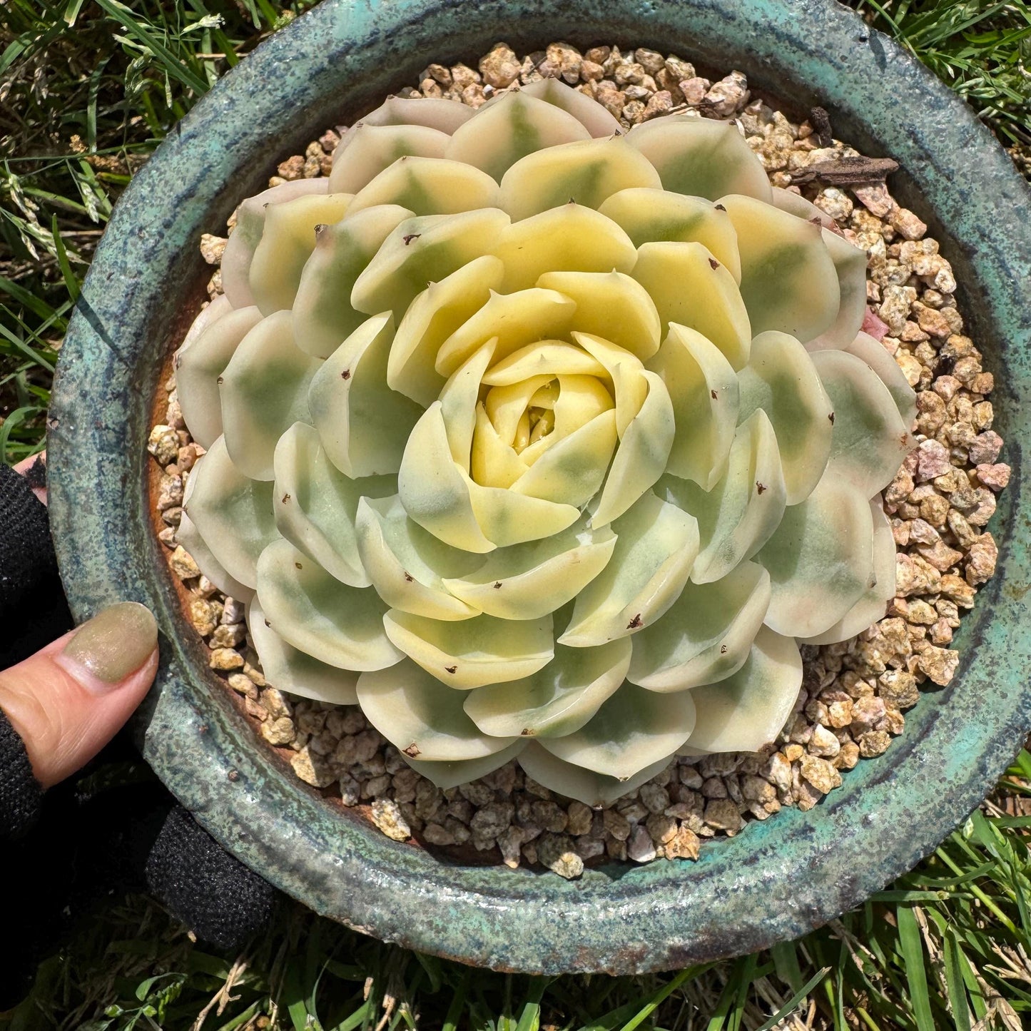 Rare succulents , Echeveria 'Onslow' Variegated, 3.7inches