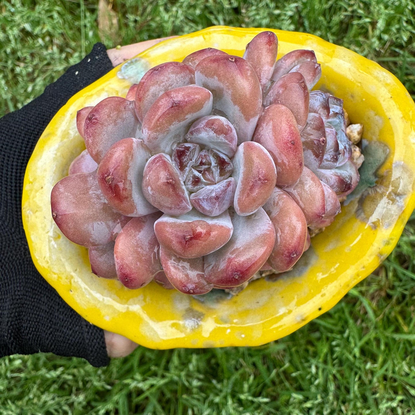 Rare succulents plants, Echeveria 'Star snow', 2.5inches, small little cluster