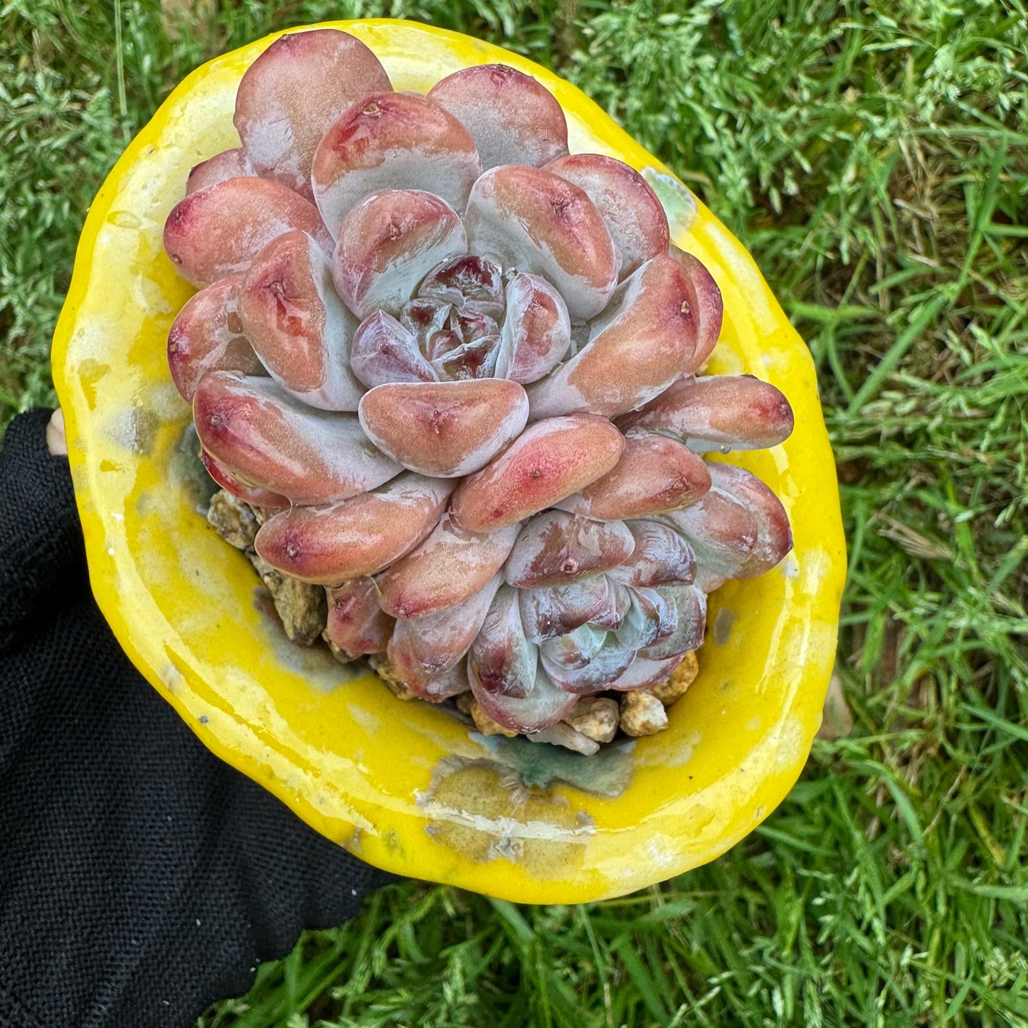 Rare succulents plants, Echeveria 'Star snow', 2.5inches, small little cluster