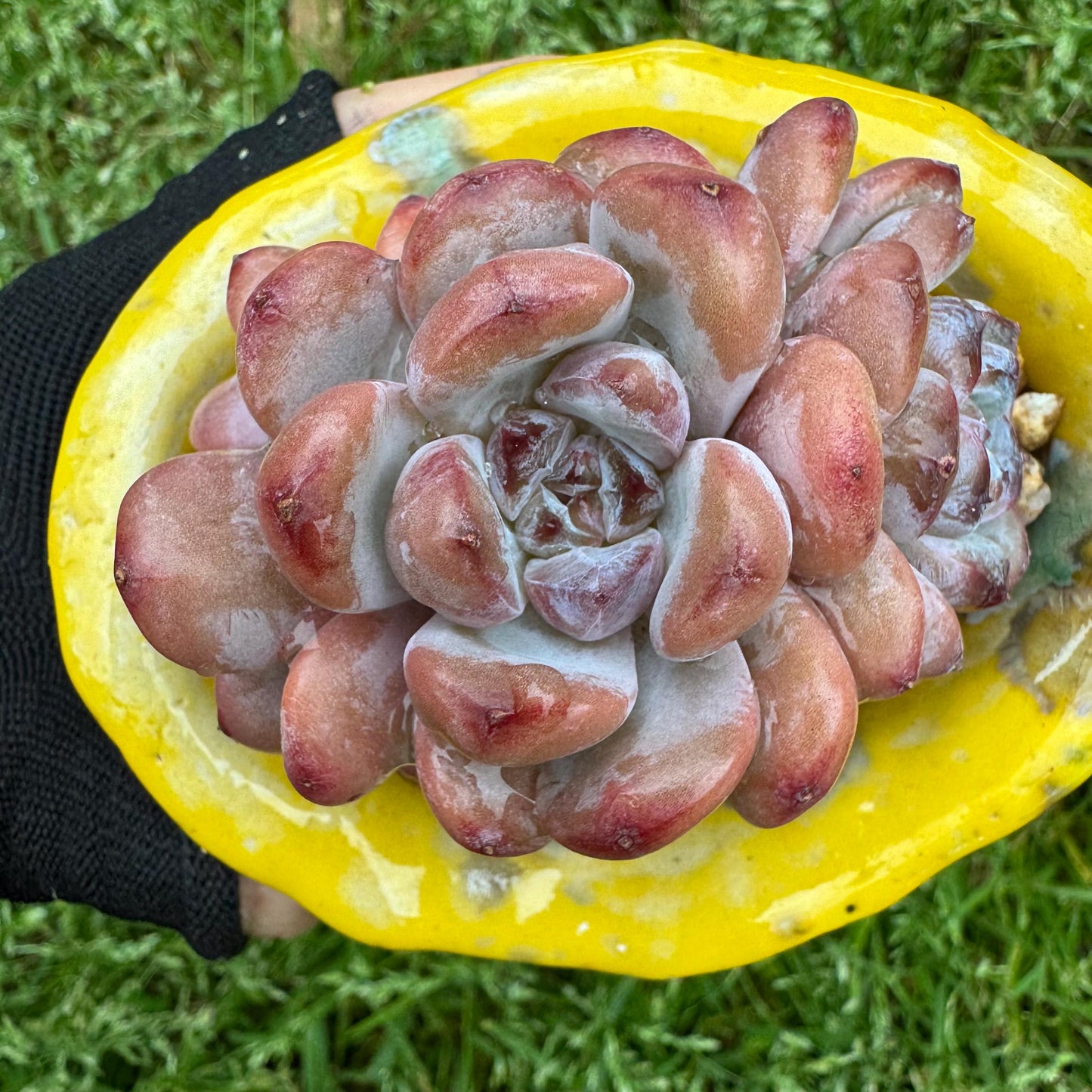 Rare succulents plants, Echeveria 'Star snow', 2.5inches, small little cluster