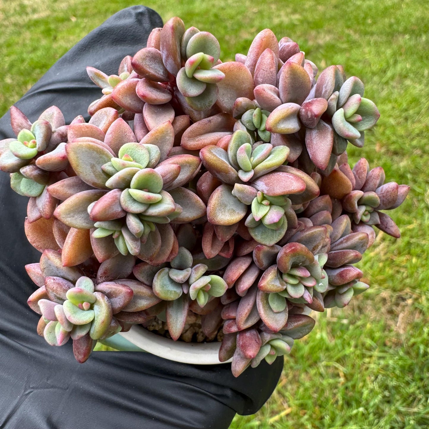 Rare succulents, Echeveria cv. Rezry, 2.5inches