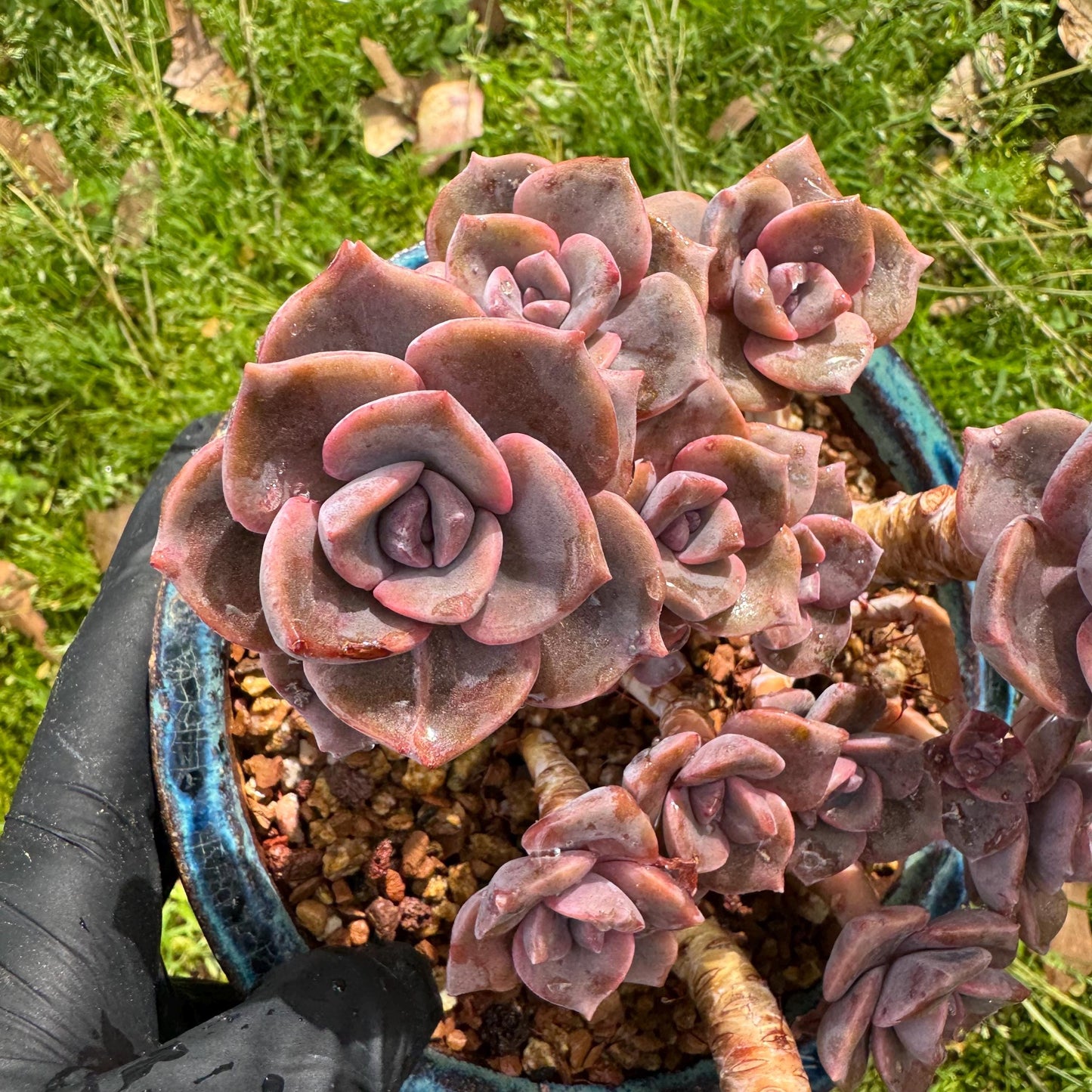 Succulents plants, Graptoveria 'Mrs. Richards' cluster, 4.5inches