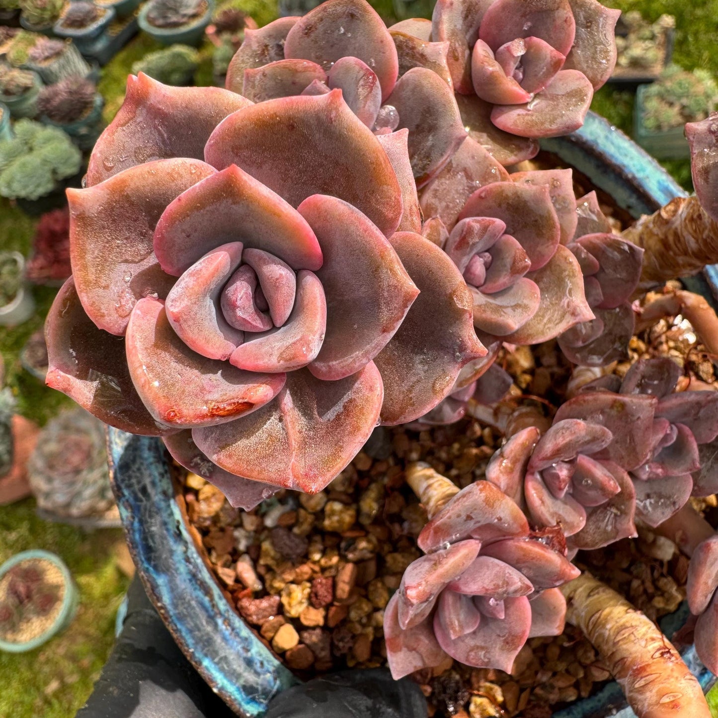 Succulents plants, Graptoveria 'Mrs. Richards' cluster, 4.5inches