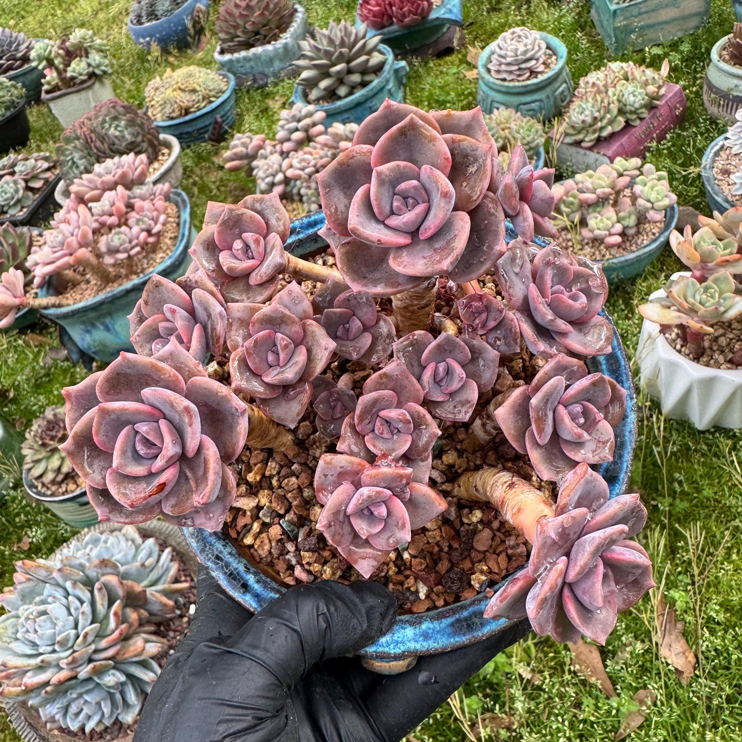 Succulents plants, Graptoveria 'Mrs. Richards' cluster, 4.5inches