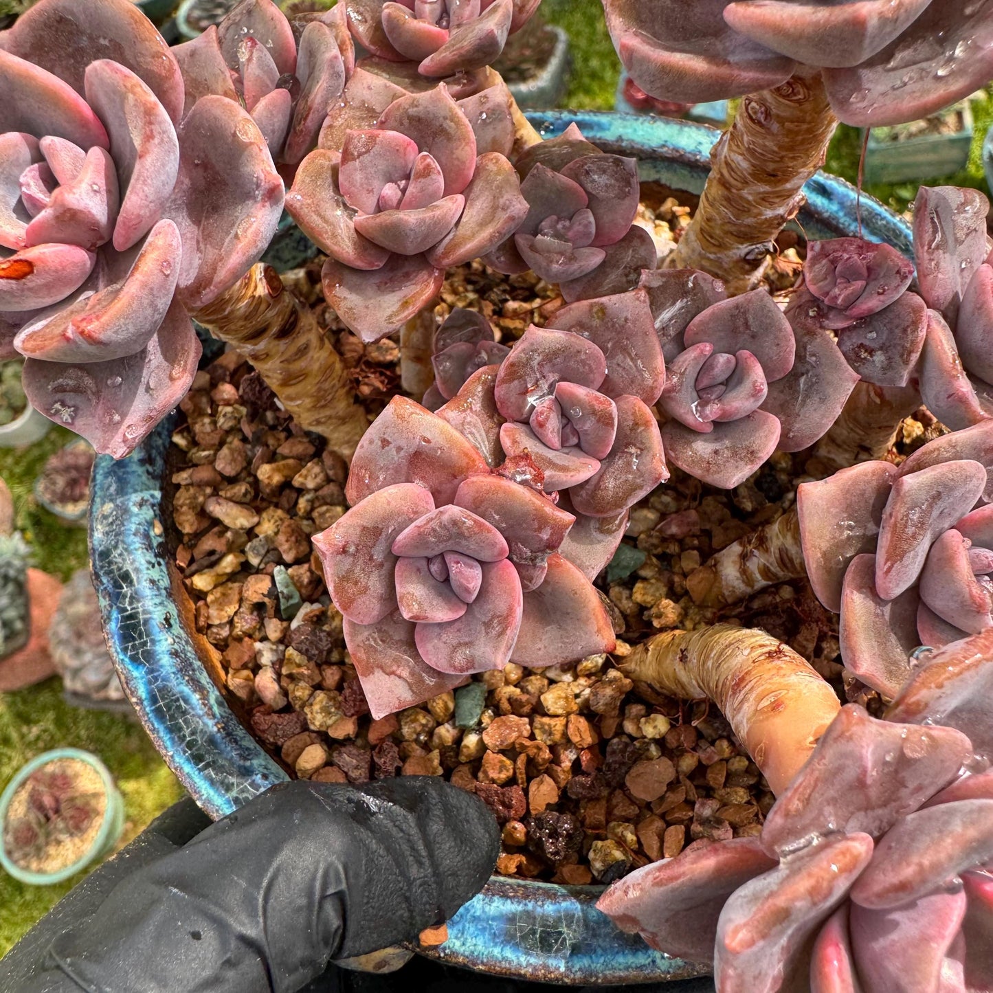 Succulents plants, Graptoveria 'Mrs. Richards' cluster, 4.5inches