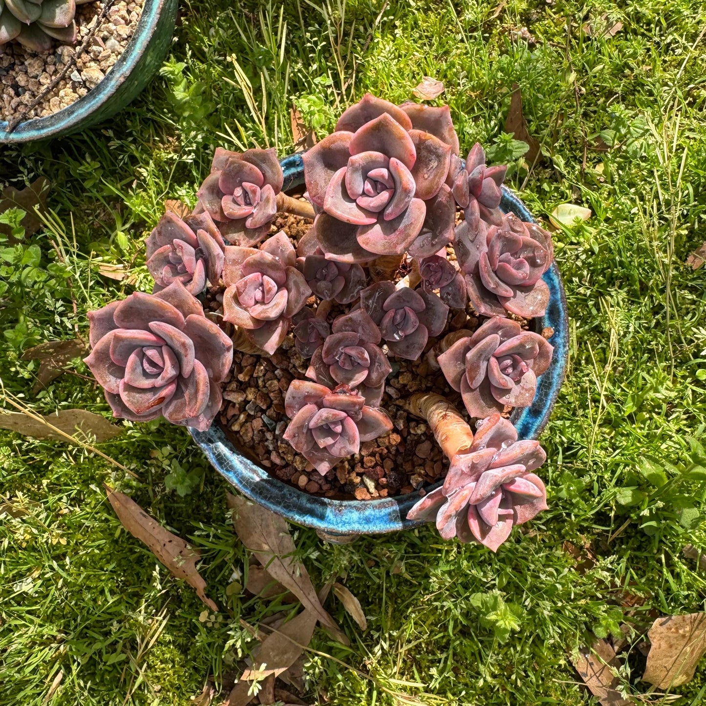 Succulents plants, Graptoveria 'Mrs. Richards' cluster, 4.5inches