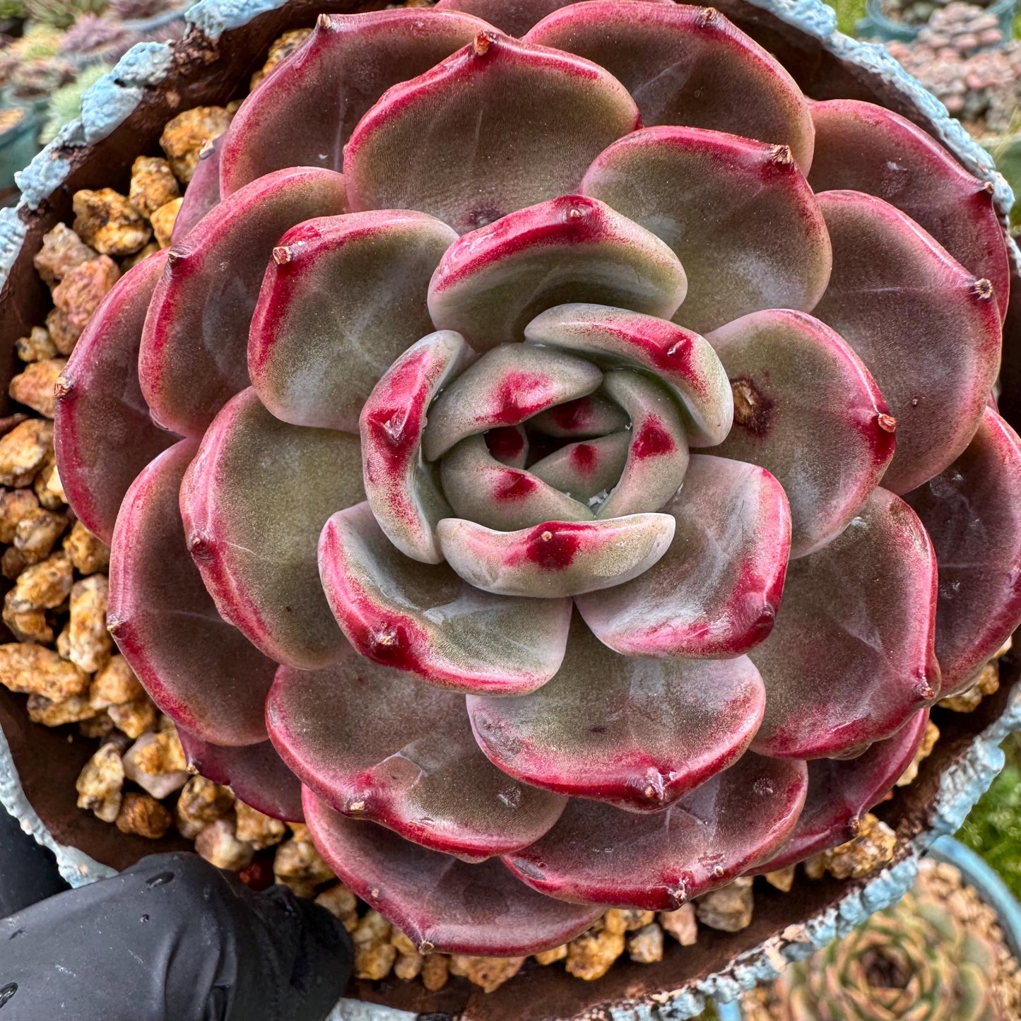 Rare succulents plants, Echeveria 'Daredevil', (a little scar on a leaf) single head, 3.3inches