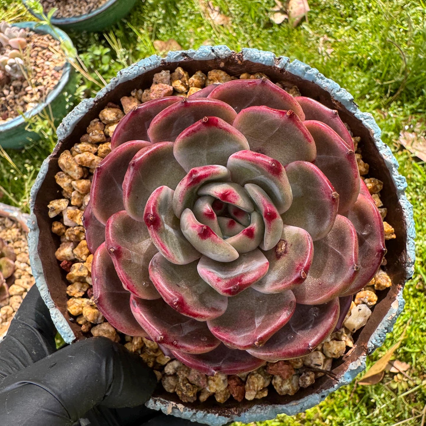 Rare succulents plants, Echeveria 'Daredevil', (a little scar on a leaf) single head, 3.3inches