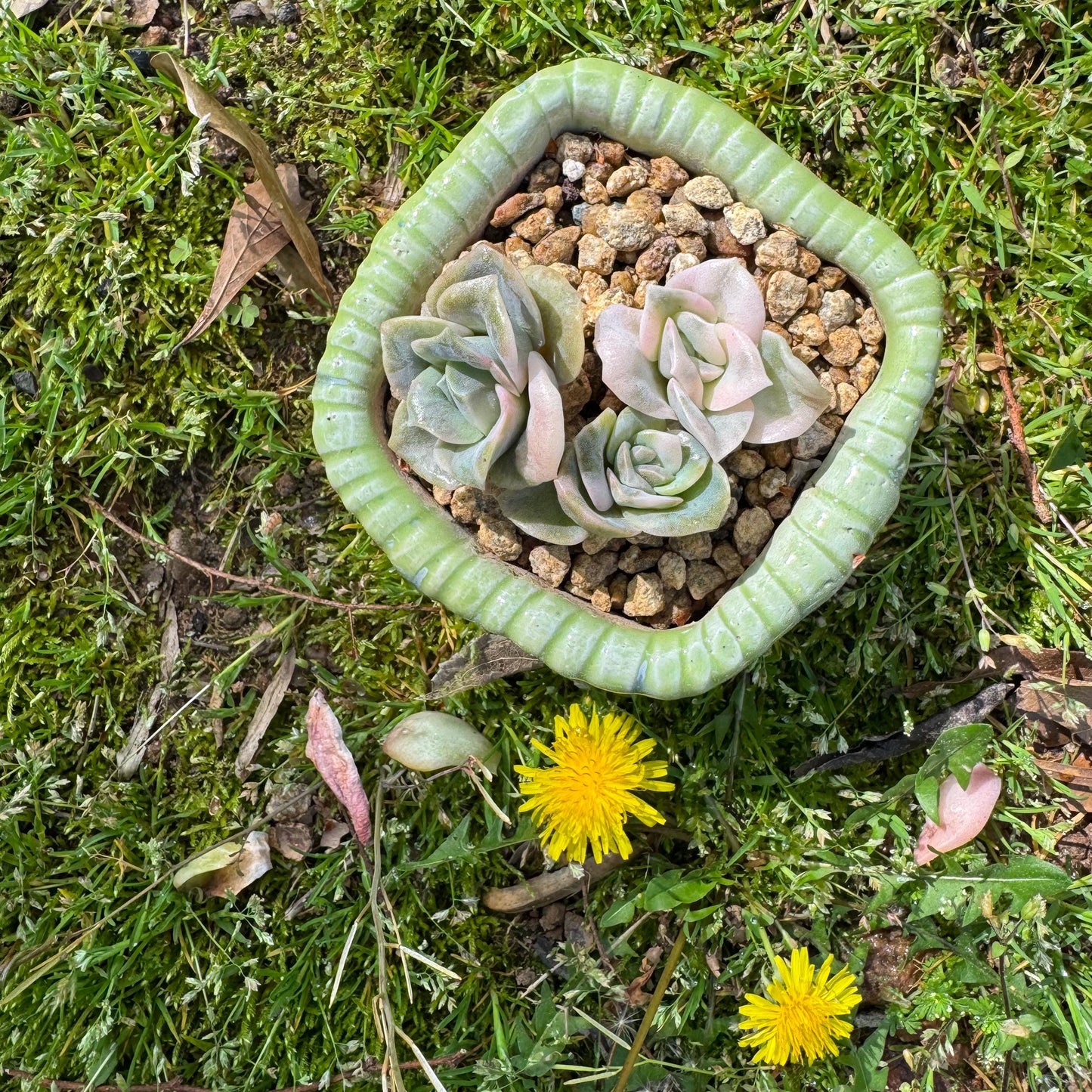 Rare succulents, Echeveria 'Lovely rose' Variegated,3heads, 2.inches