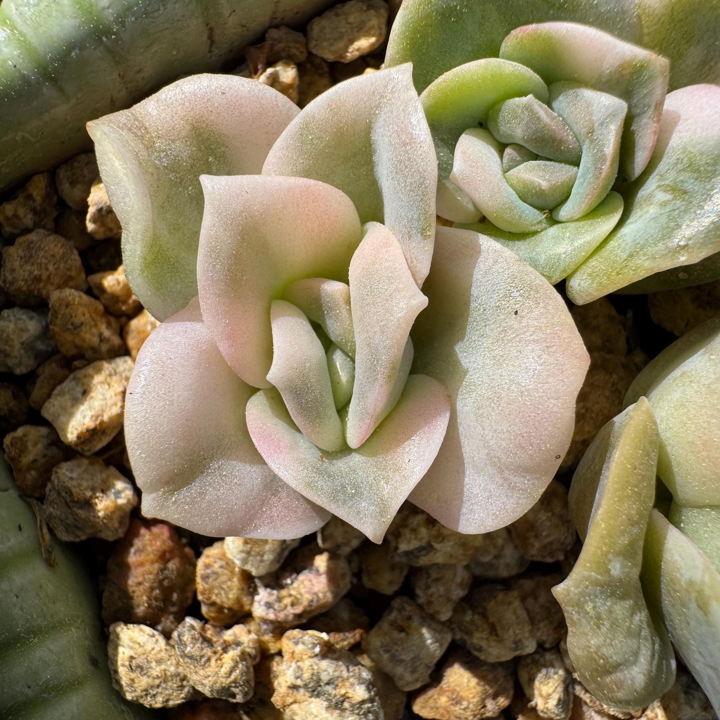 Rare succulents, Echeveria 'Lovely rose' Variegated,3heads, 2.inches