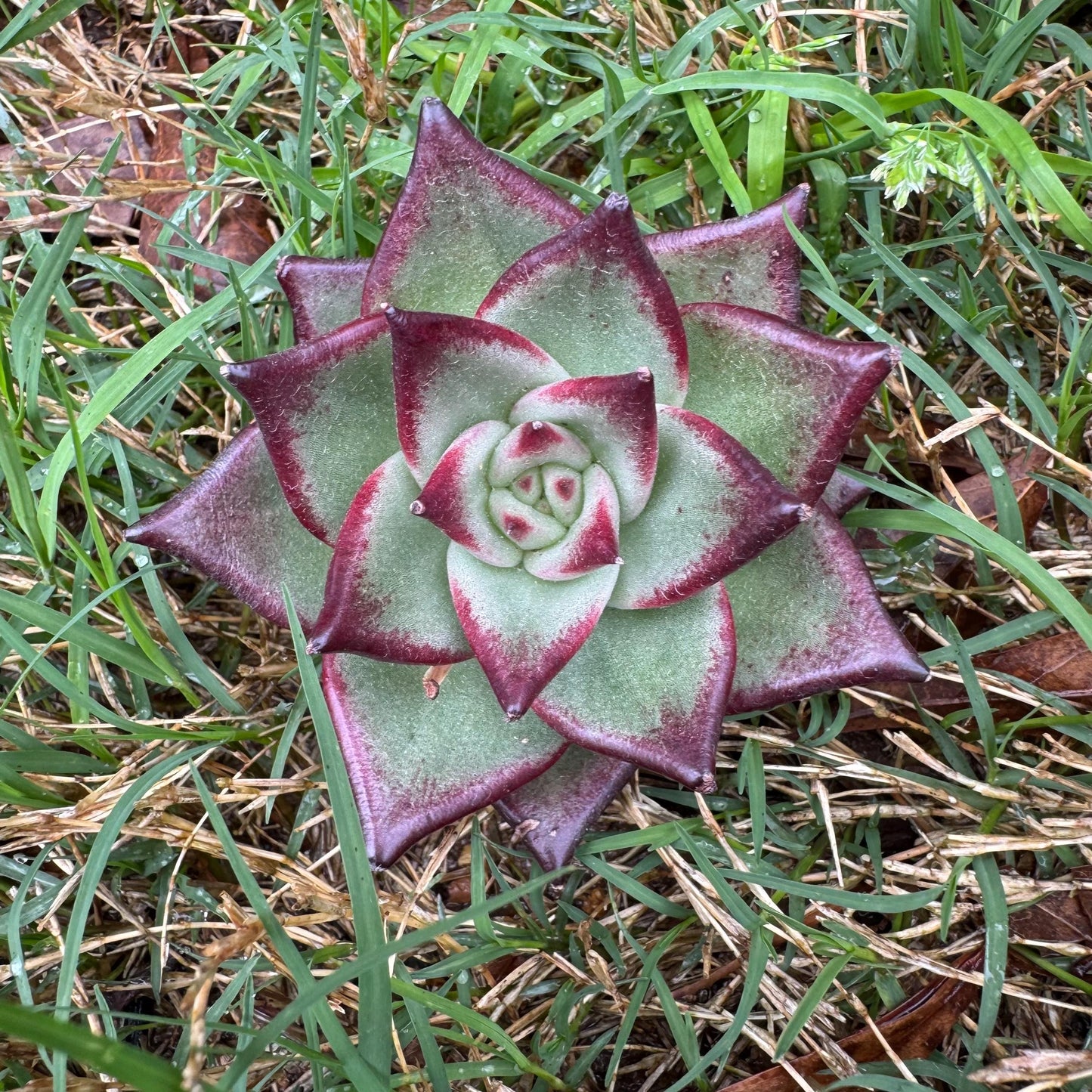 New succulents, Echeveri agavoides 'Ebony', small single size, 2.5 inches