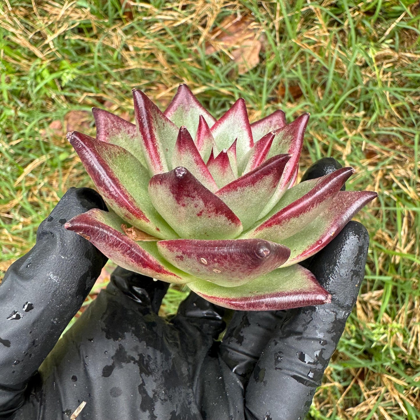 New succulents, Echeveri agavoides 'Ebony', small single size, 2.5 inches