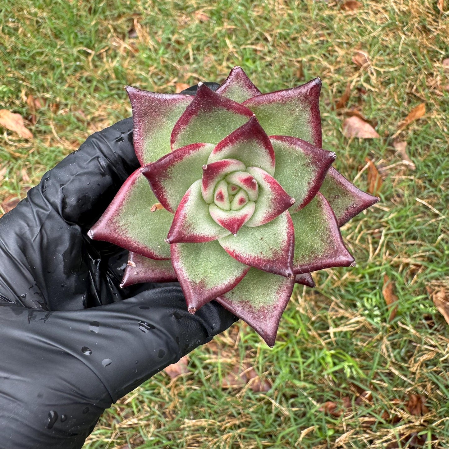 New succulents, Echeveri agavoides 'Ebony', small single size, 2.5 inches