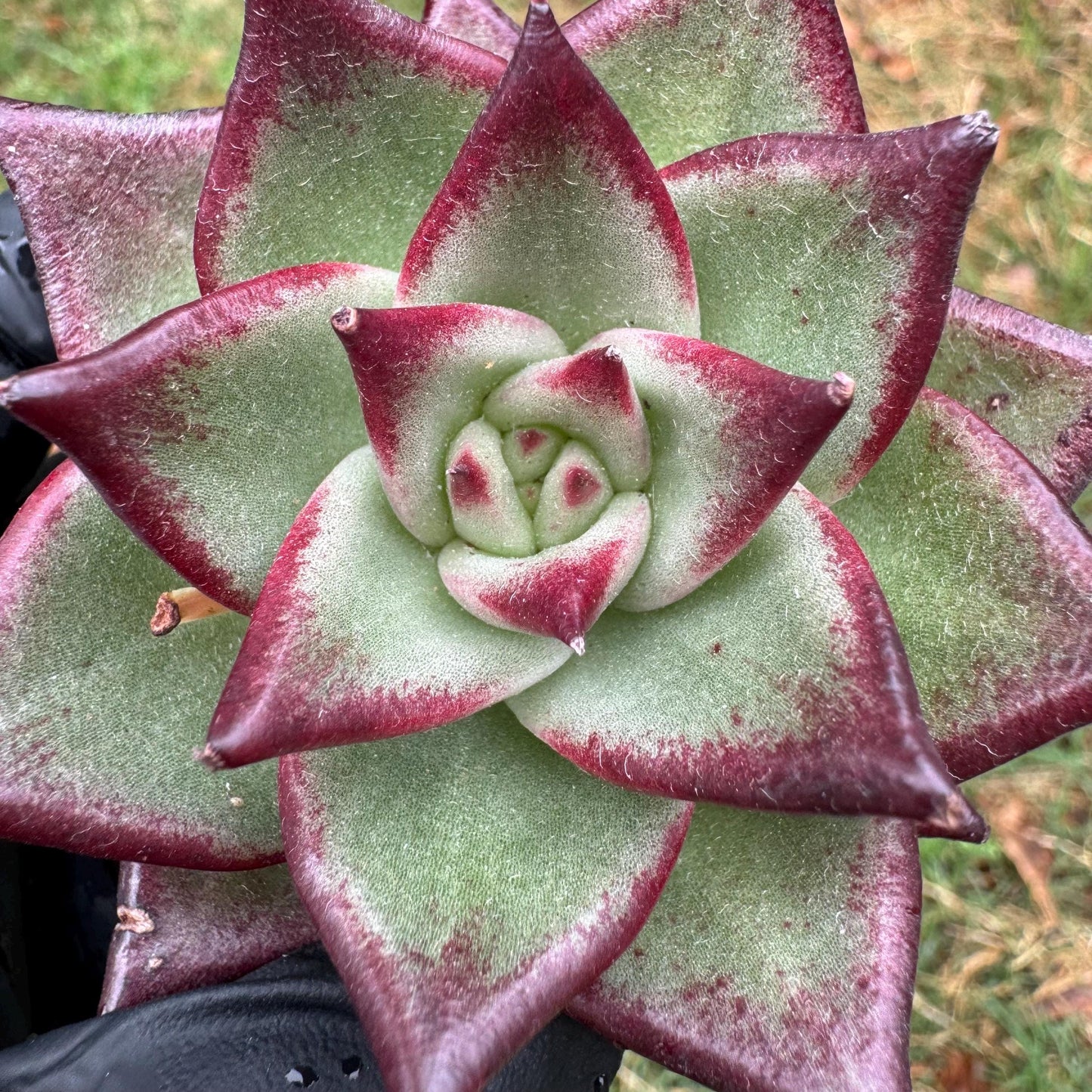 New succulents, Echeveri agavoides 'Ebony', small single size, 2.5 inches