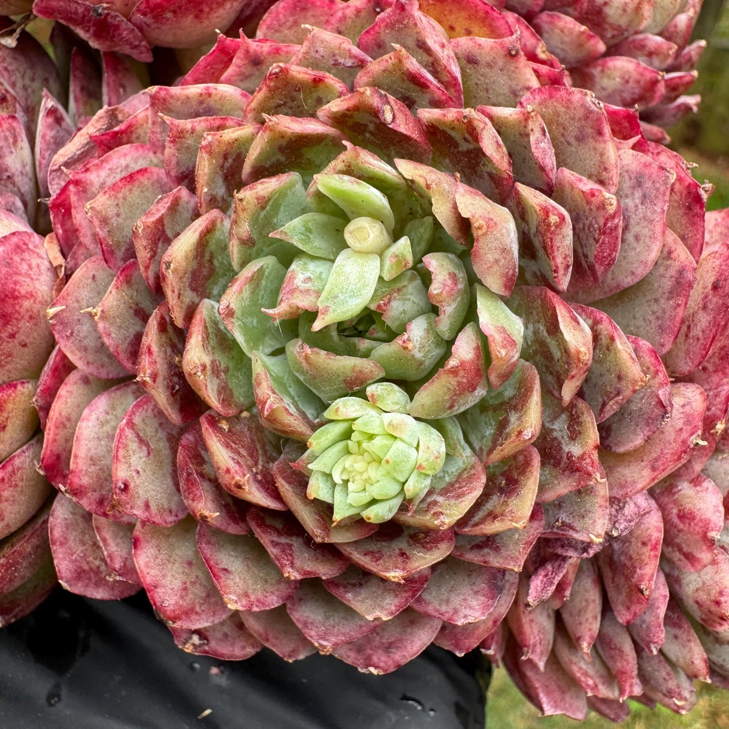 New succulents, Echeveria 'Red hole'' cluster, 5heads, 5.1inches