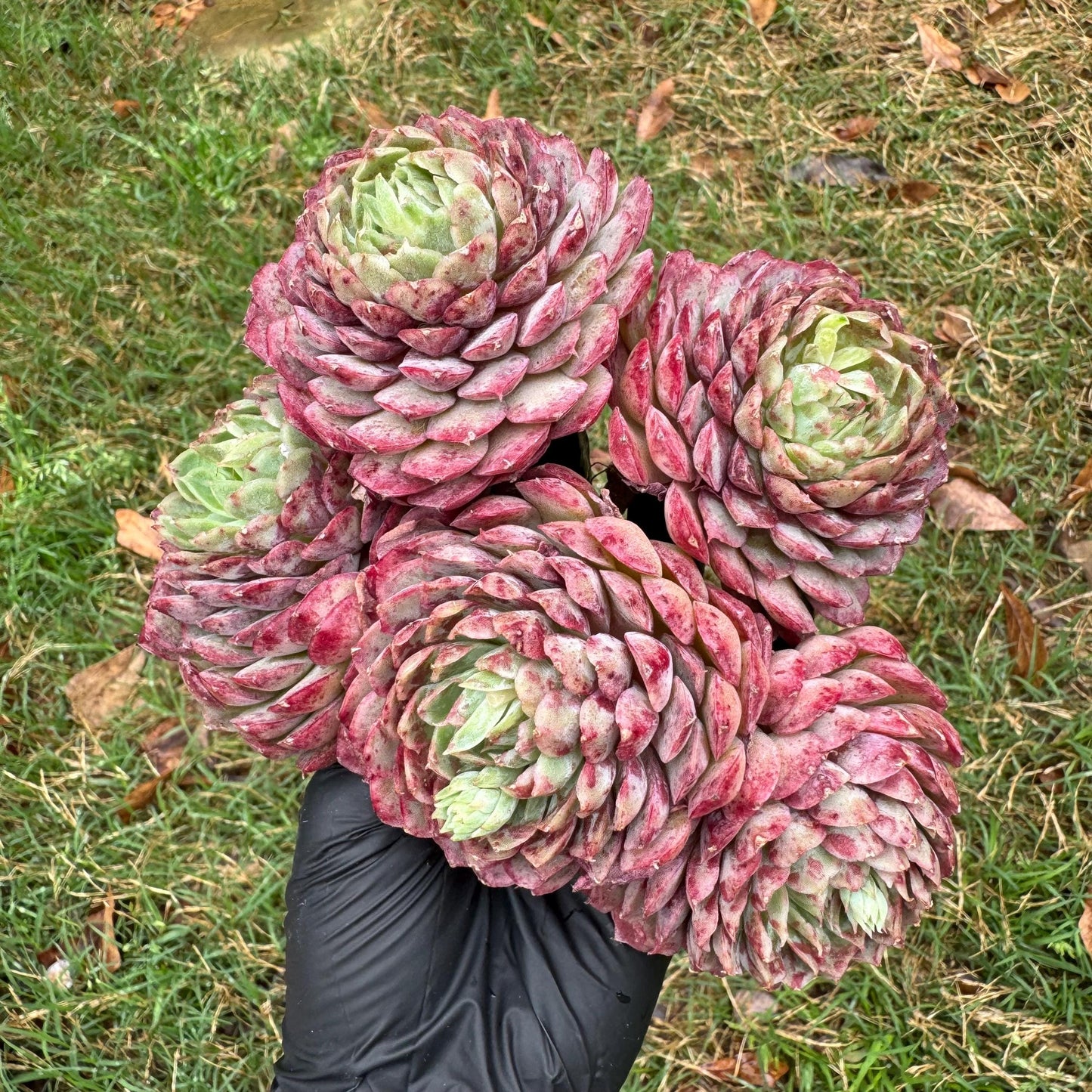 New succulents, Echeveria 'Red hole'' cluster, 5heads, 5.1inches