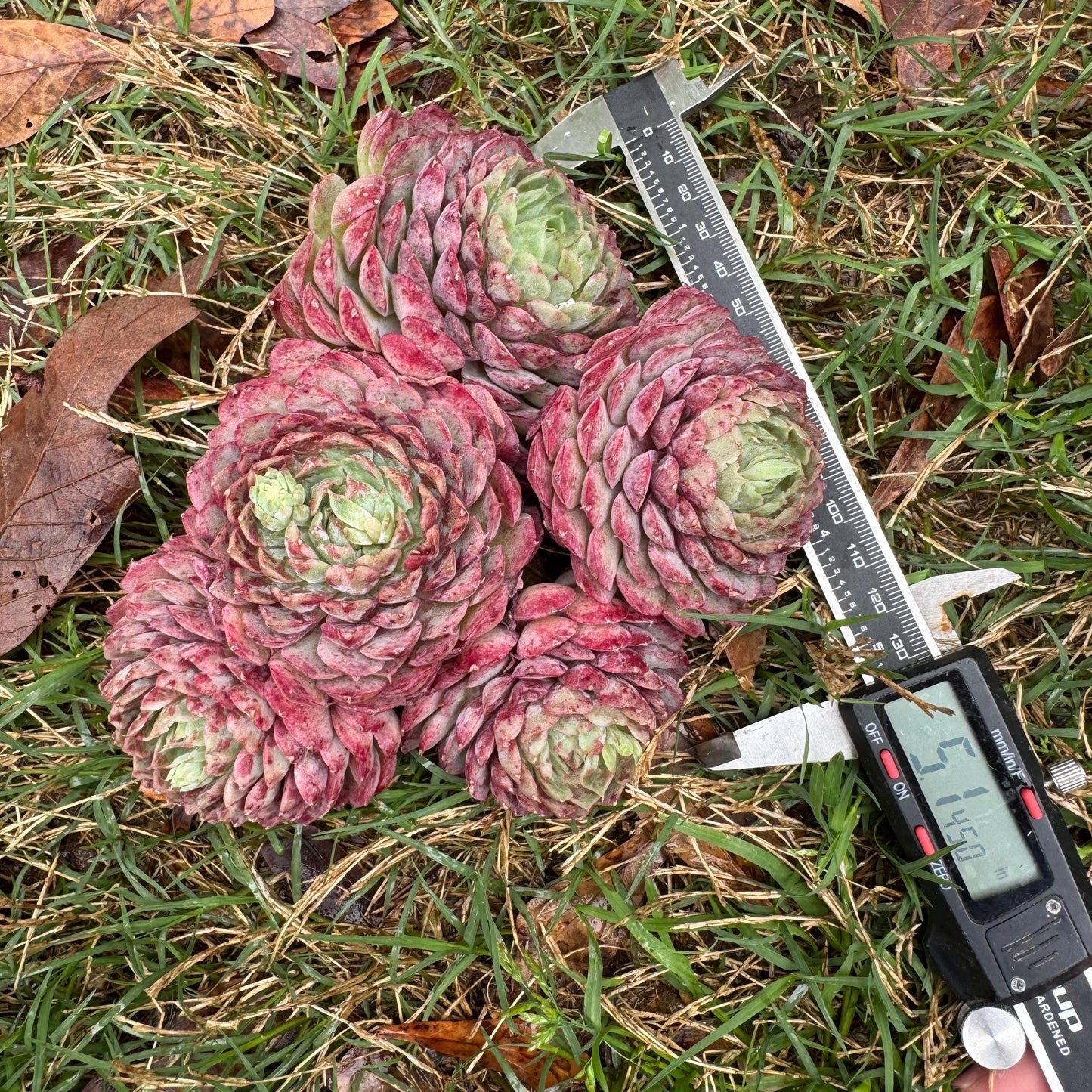 New succulents, Echeveria 'Red hole'' cluster, 5heads, 5.1inches