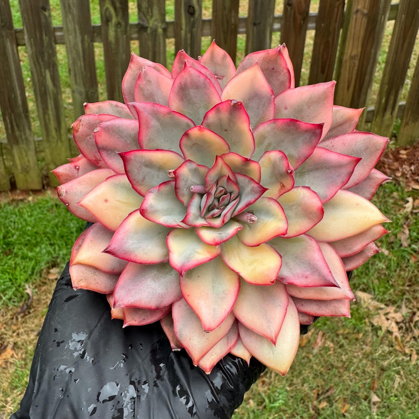Rare succulents, Echeveria 'Moon Goddess 'Variegated,4.1inches