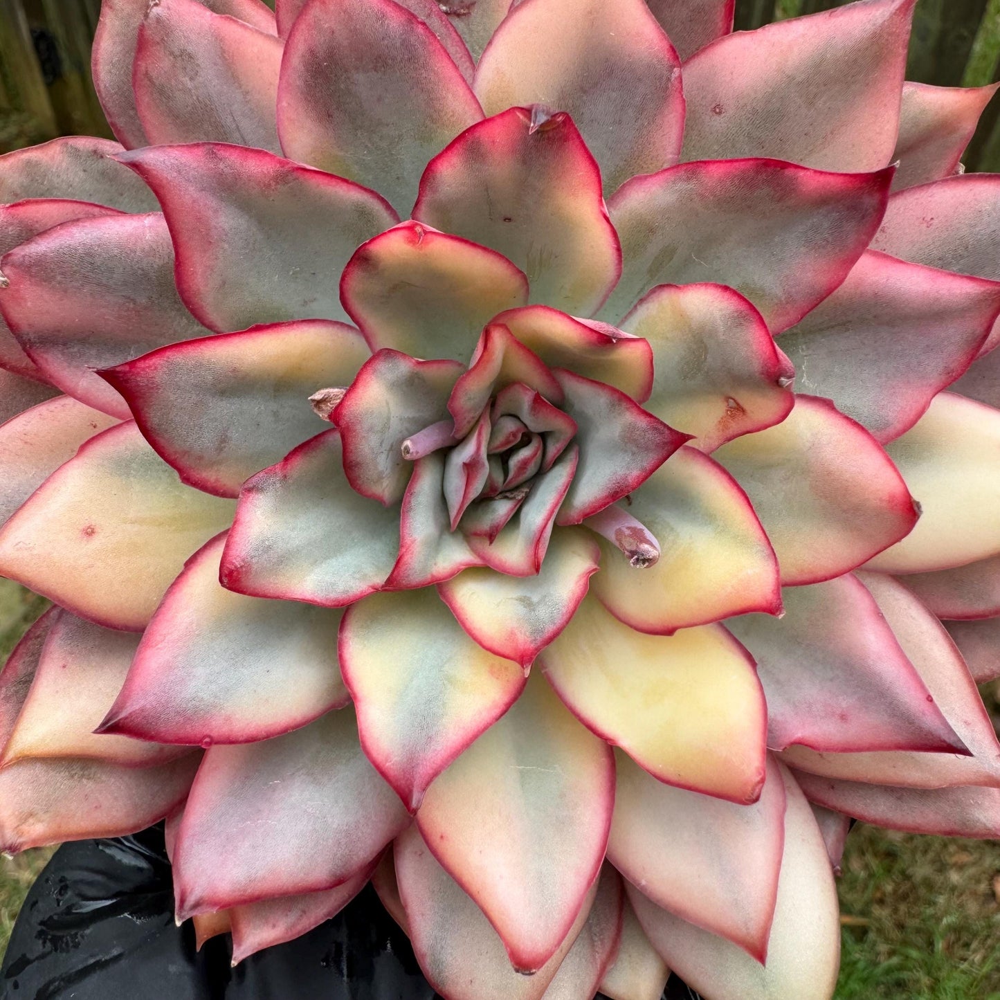 Rare succulents, Echeveria 'Moon Goddess 'Variegated,4.1inches