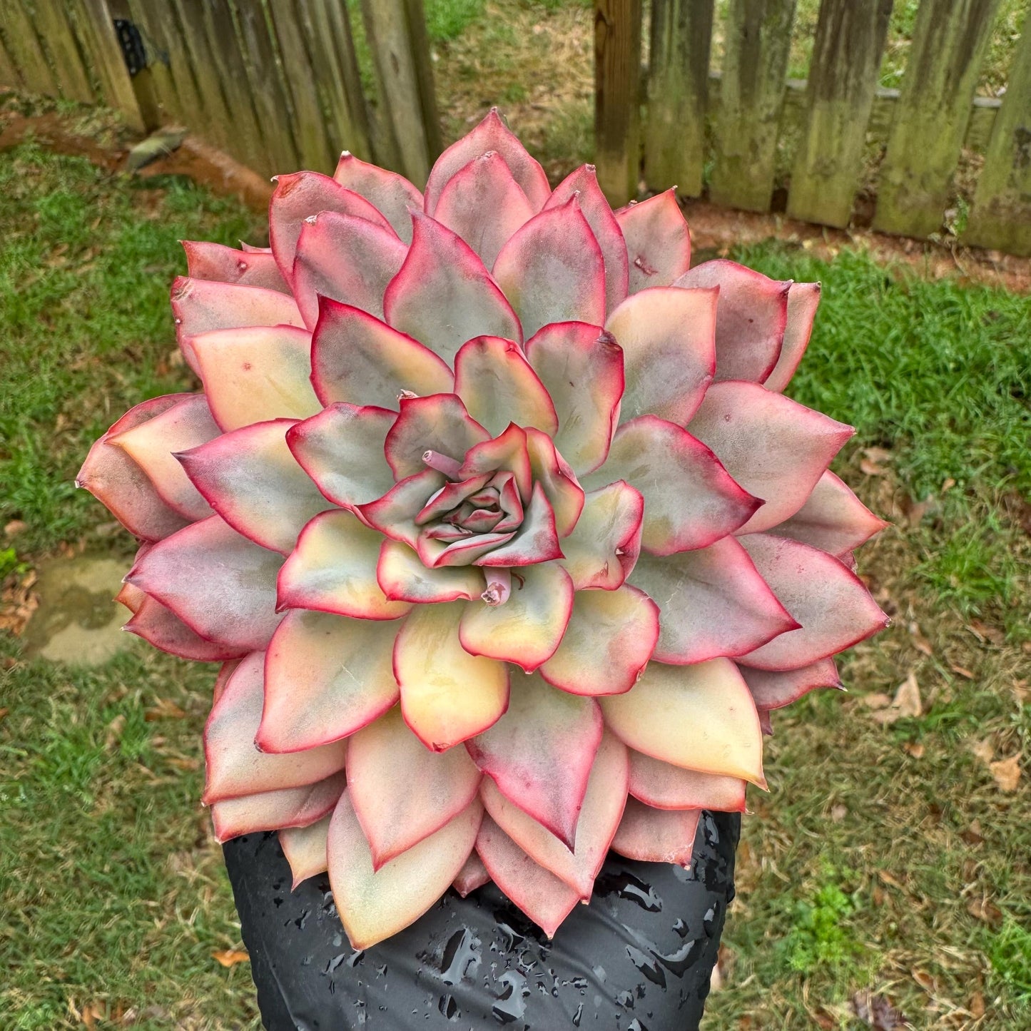 Rare succulents, Echeveria 'Moon Goddess 'Variegated,4.1inches
