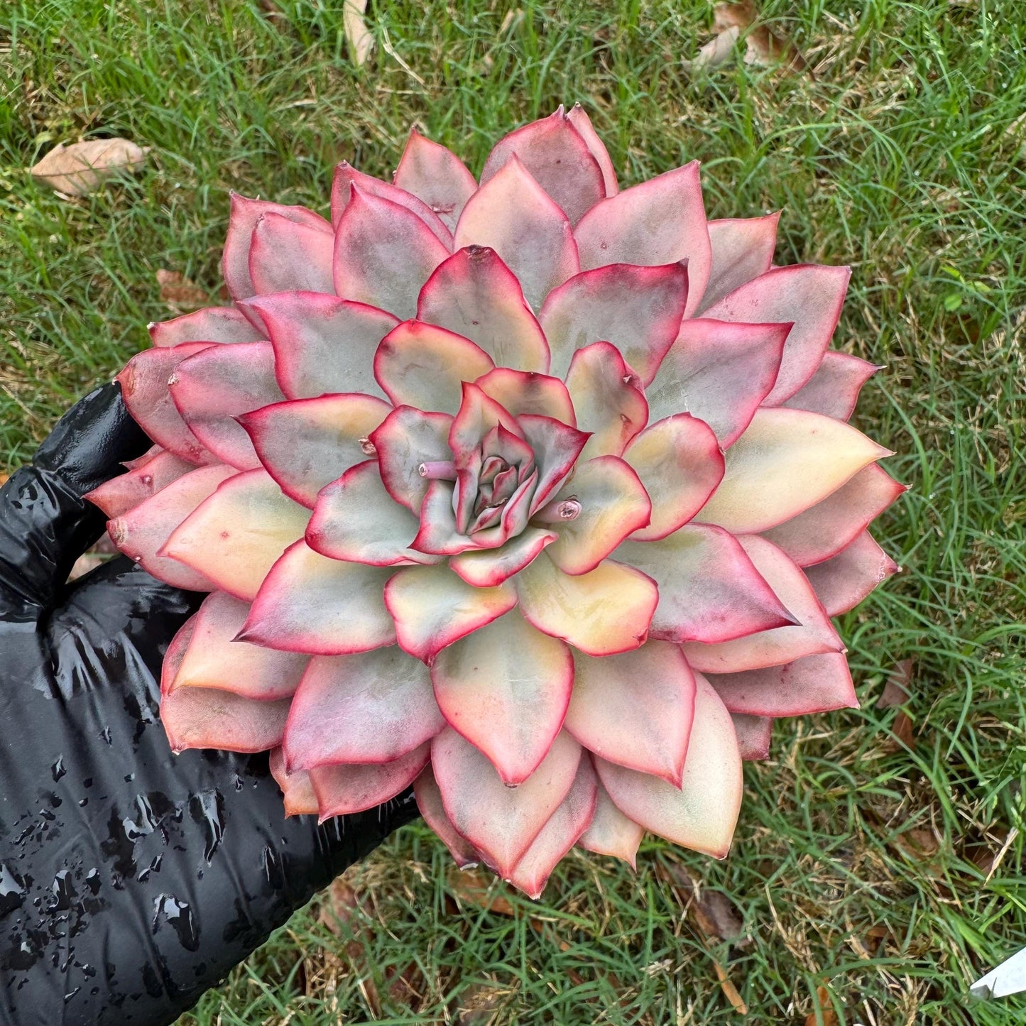 Rare succulents, Echeveria 'Moon Goddess 'Variegated,4.1inches