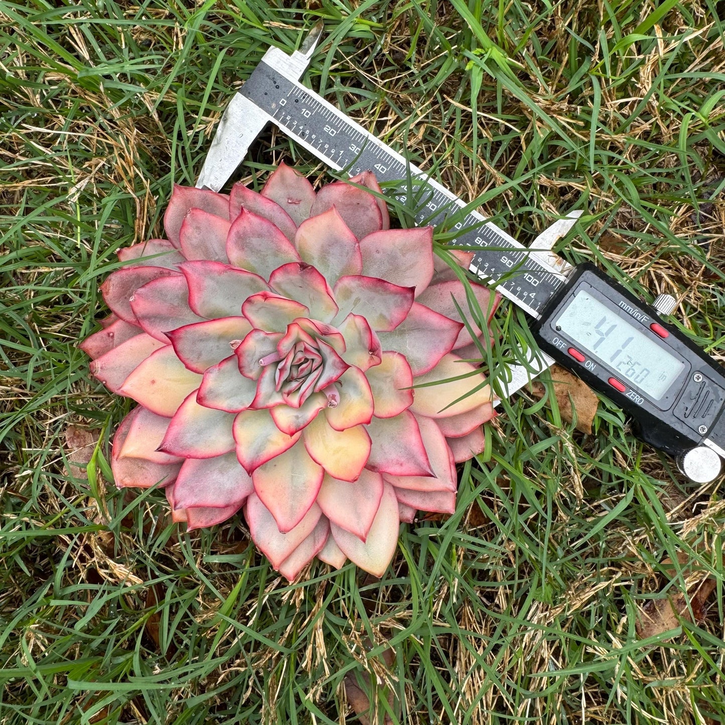 Rare succulents, Echeveria 'Moon Goddess 'Variegated,4.1inches