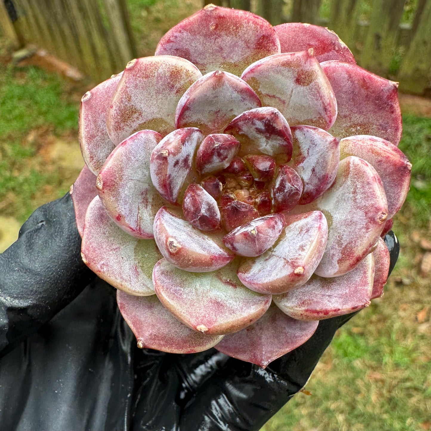 New succulents, Echeveria 'Red Velvet', 2.6inches