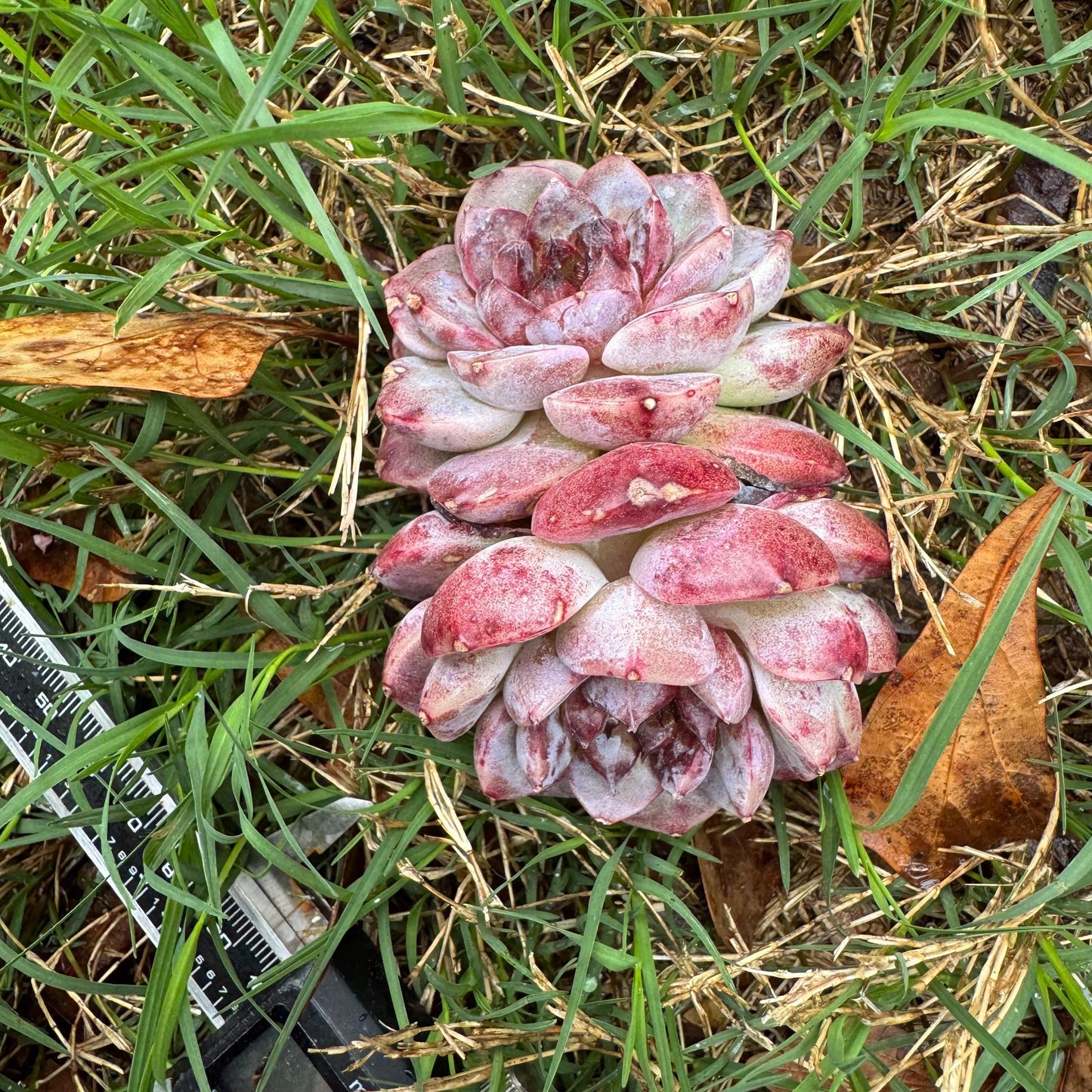 New succulents, Echeveria 'Red Velvet', 2.6inches