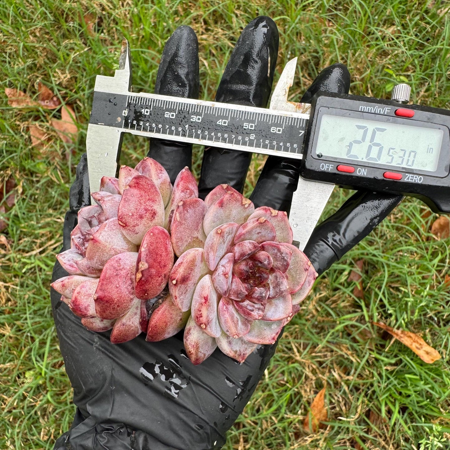 New succulents, Echeveria 'Red Velvet', 2.6inches