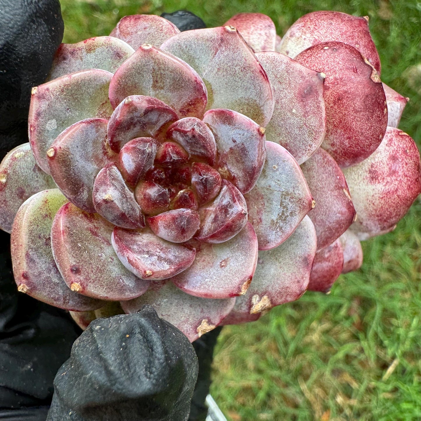 New succulents, Echeveria 'Red Velvet', 2.6inches