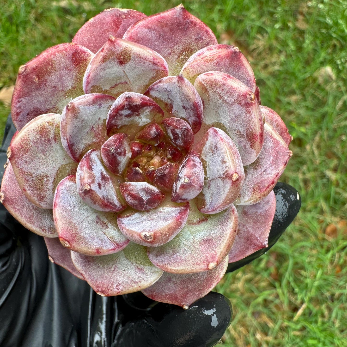 New succulents, Echeveria 'Red Velvet', 2.6inches