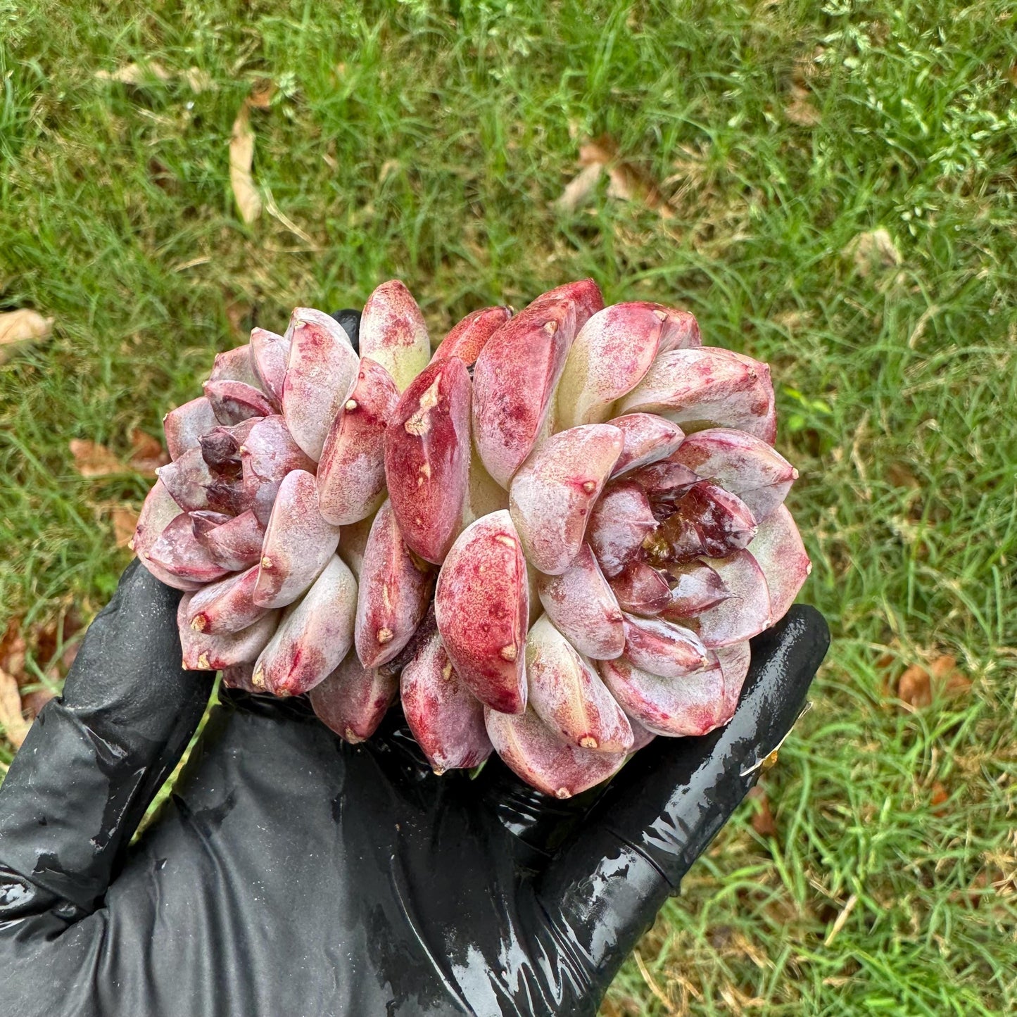New succulents, Echeveria 'Red Velvet', 2.6inches